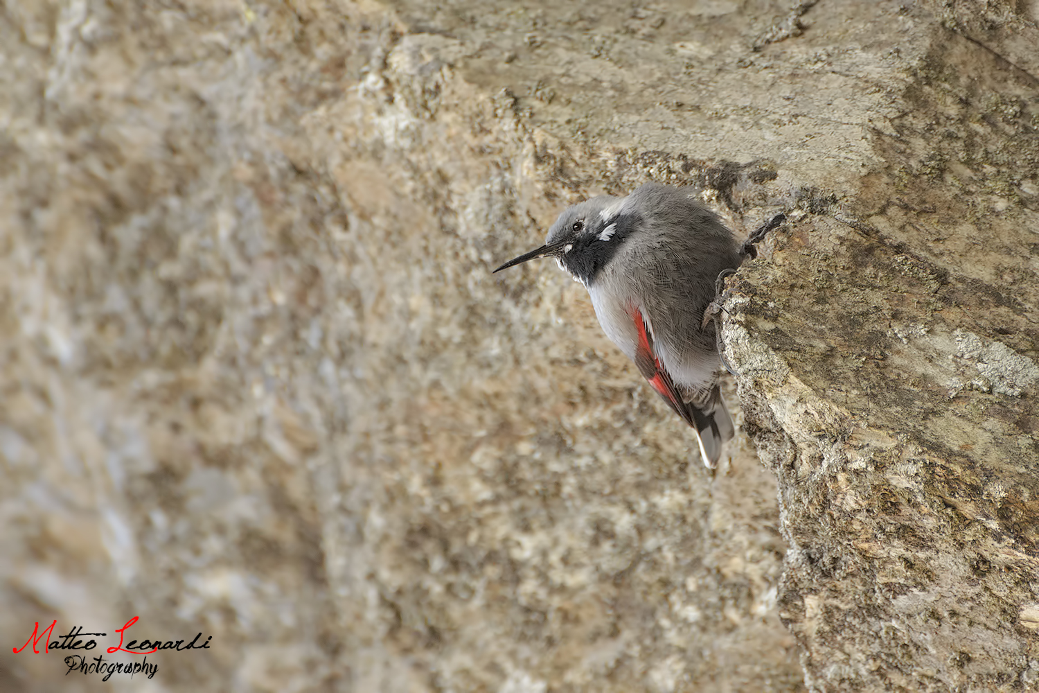 Woodpecker Muraiolo - Apuane Alps