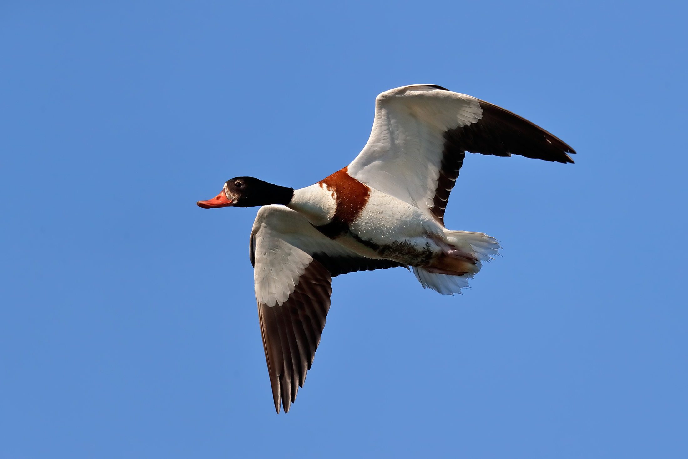 E tu chi sei? - La curiosità è femmina