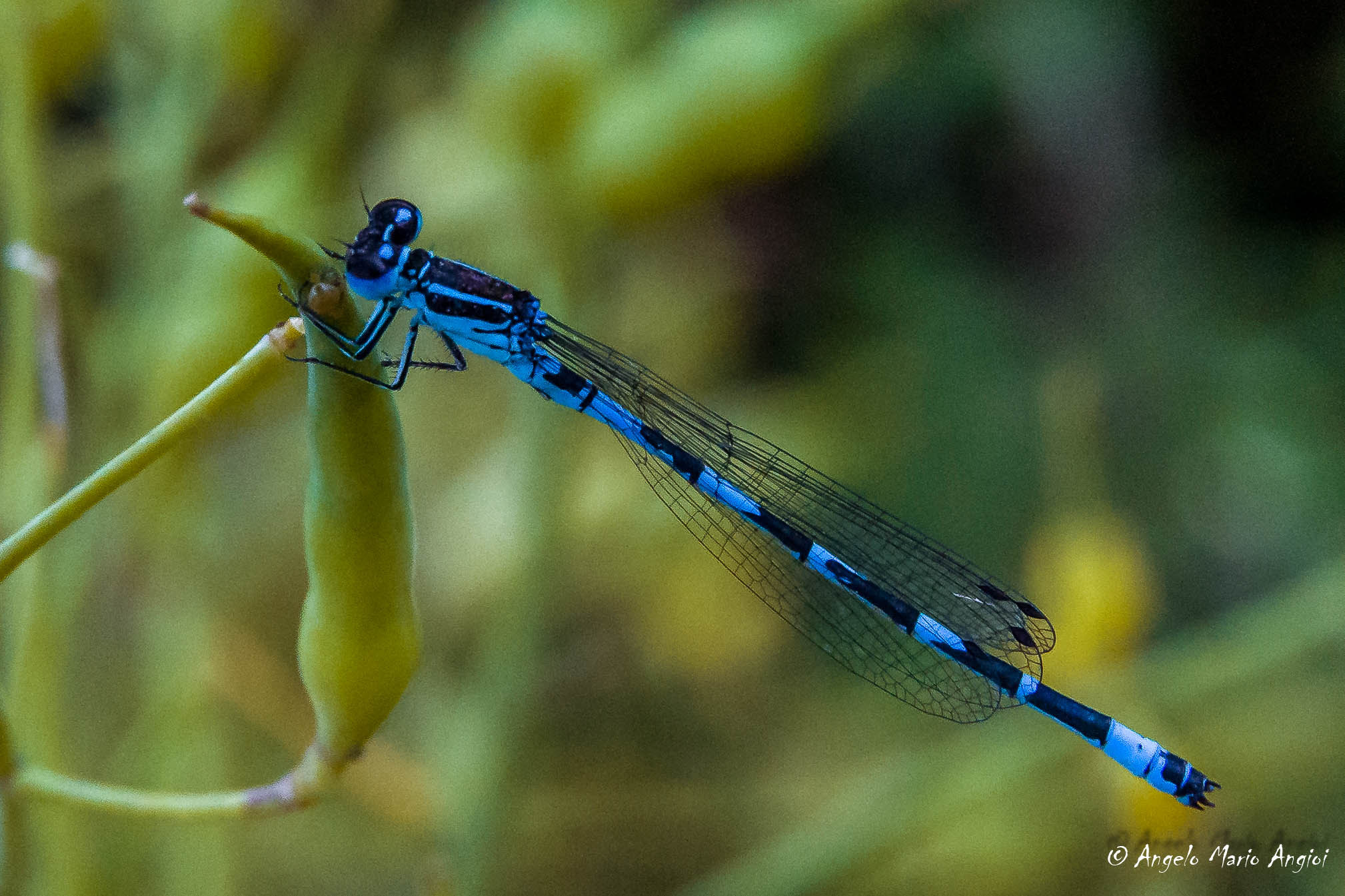 Calopteryx splendens