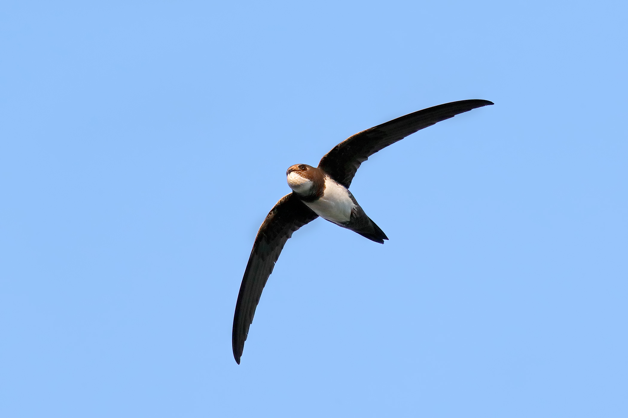 Greater swallow