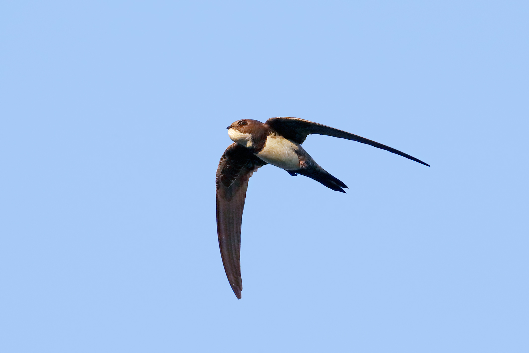 Greater swallow