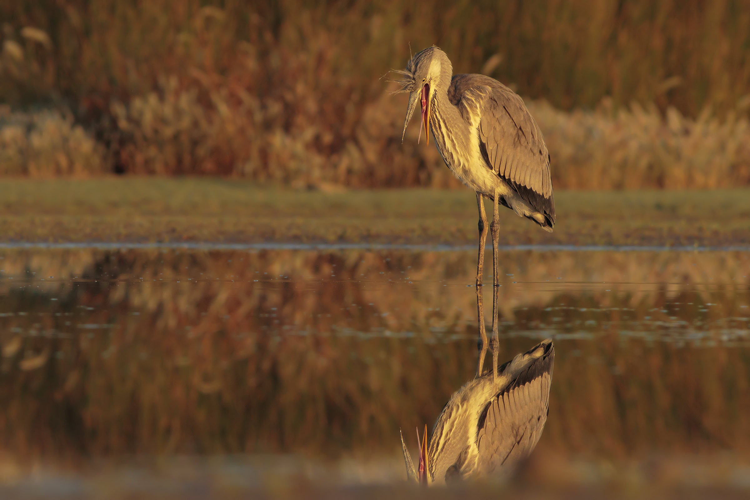 Heron at the Early Dawn.