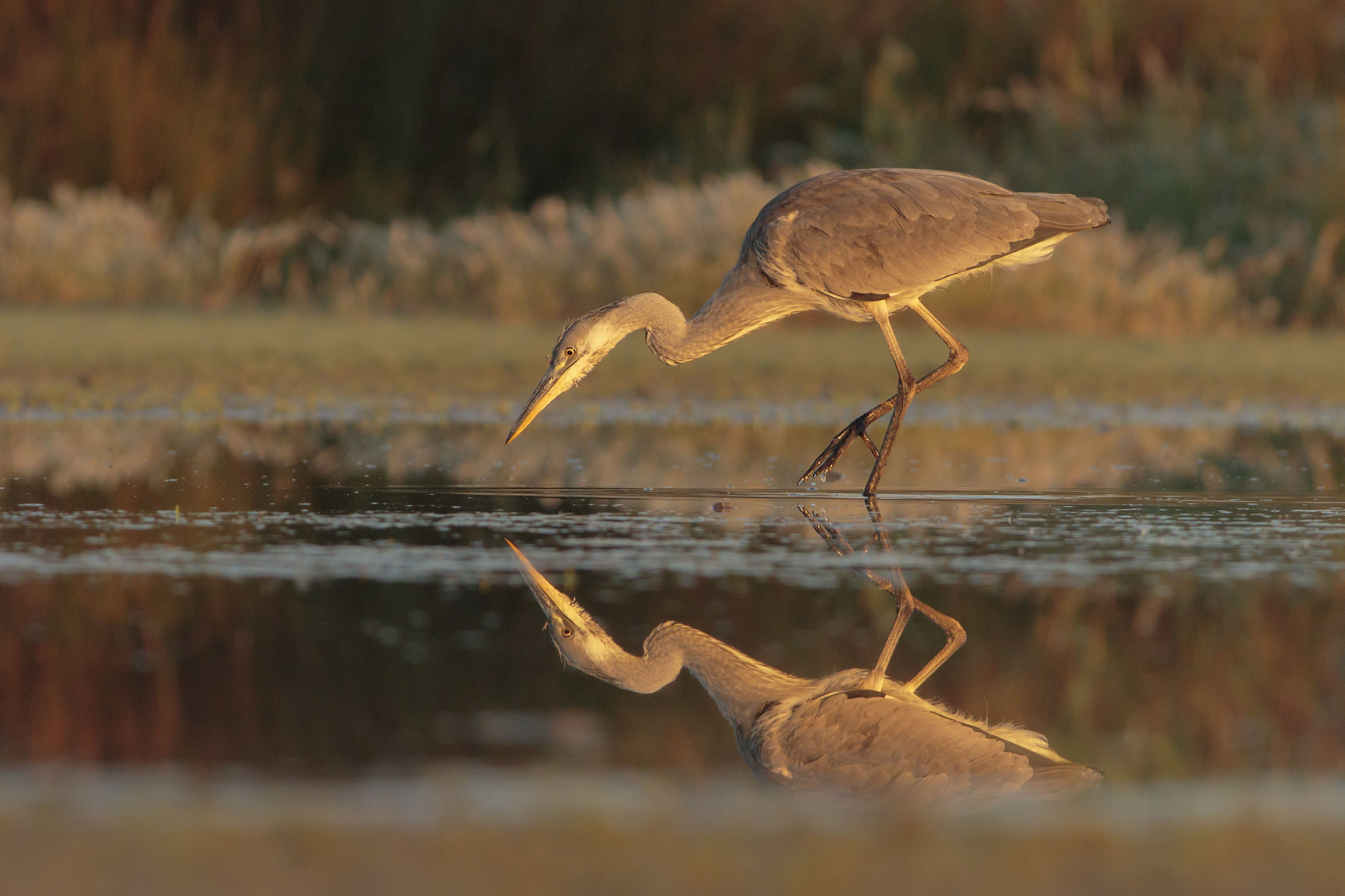 Heron at the Early Dawn.