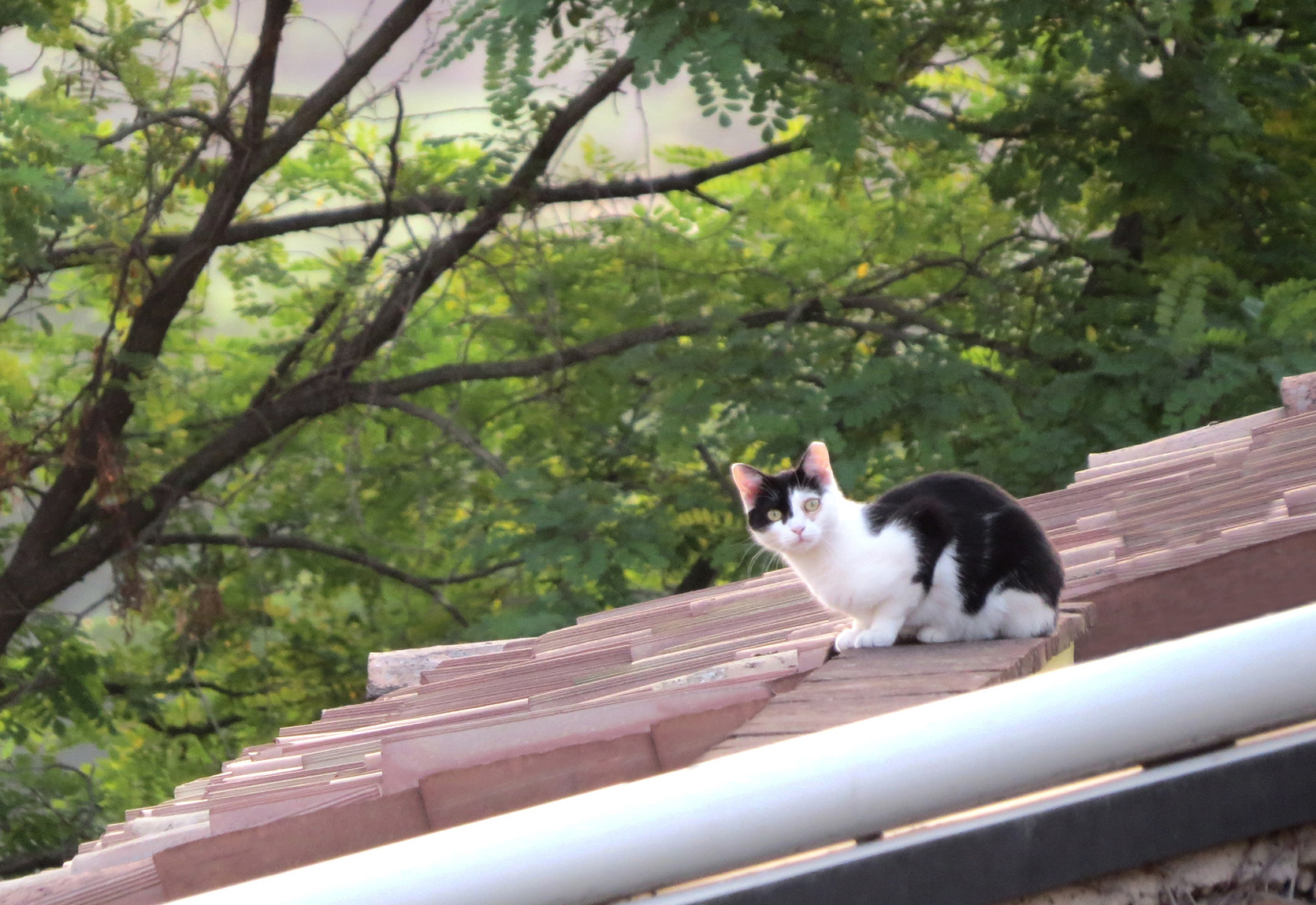 The cat on the rooftop roof