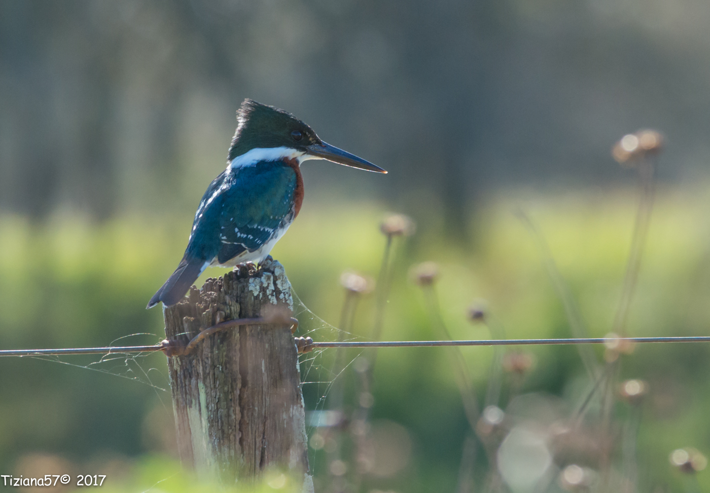 Martin pescador chico