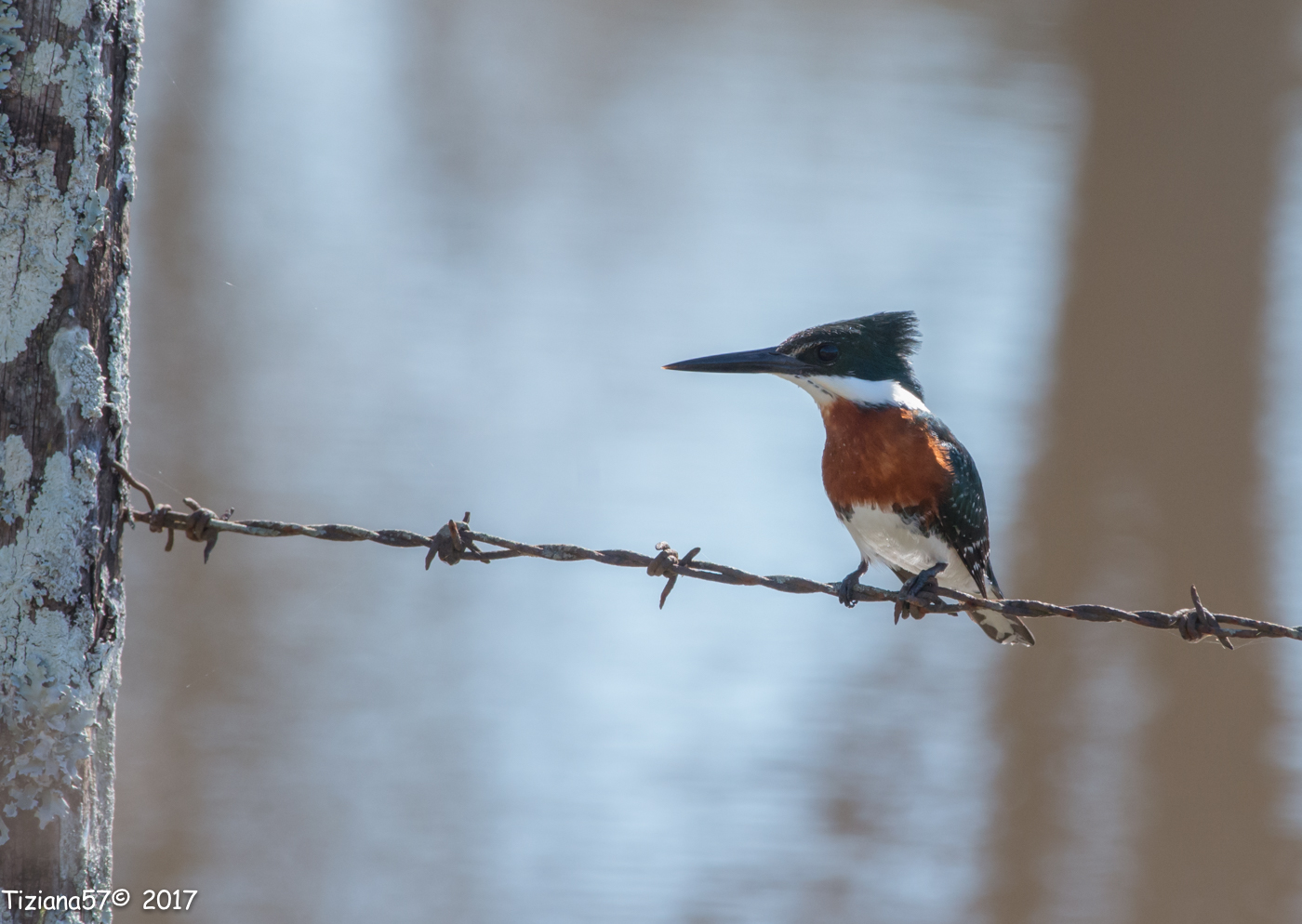 Martin pescador chico