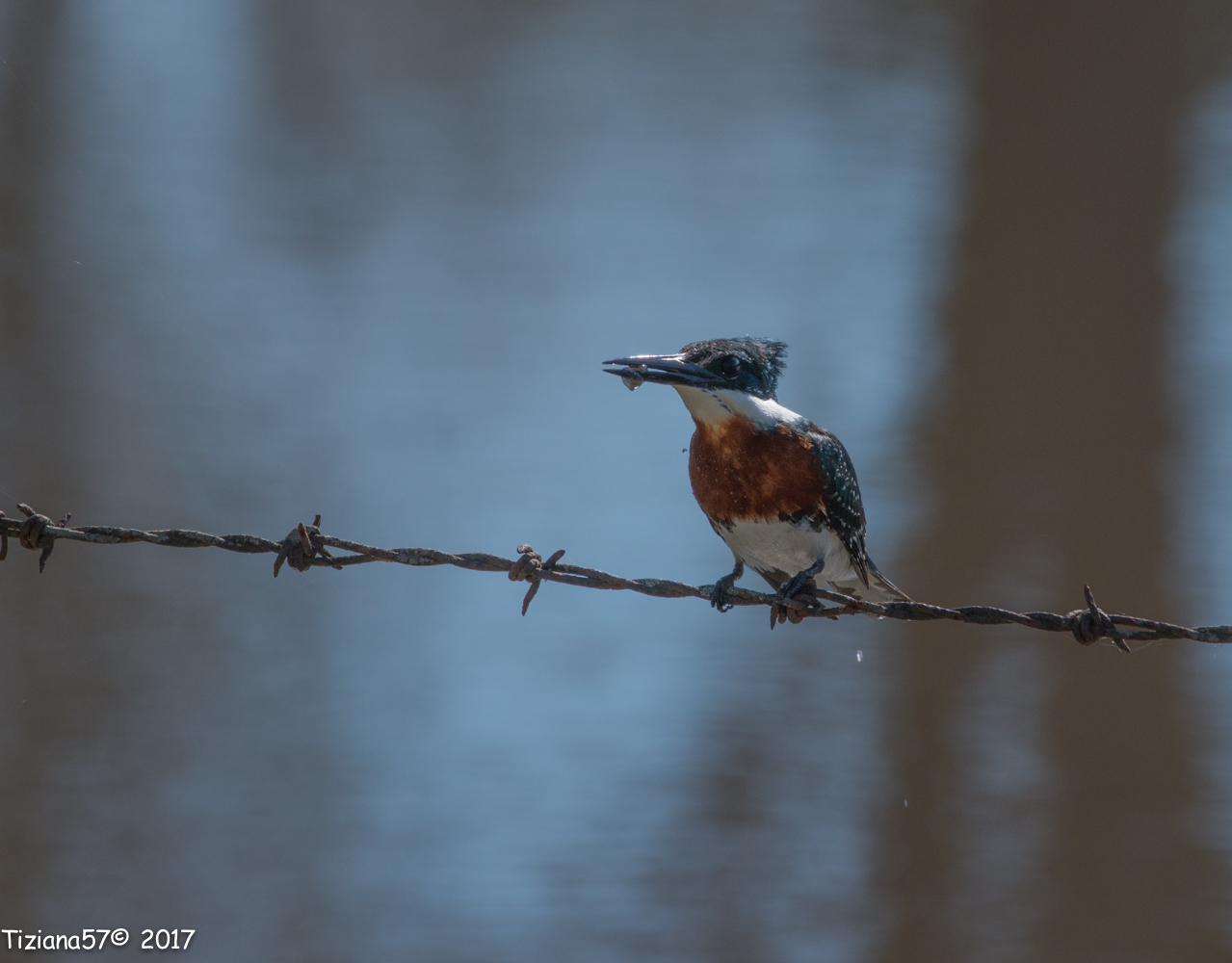 Martin pescador chico
