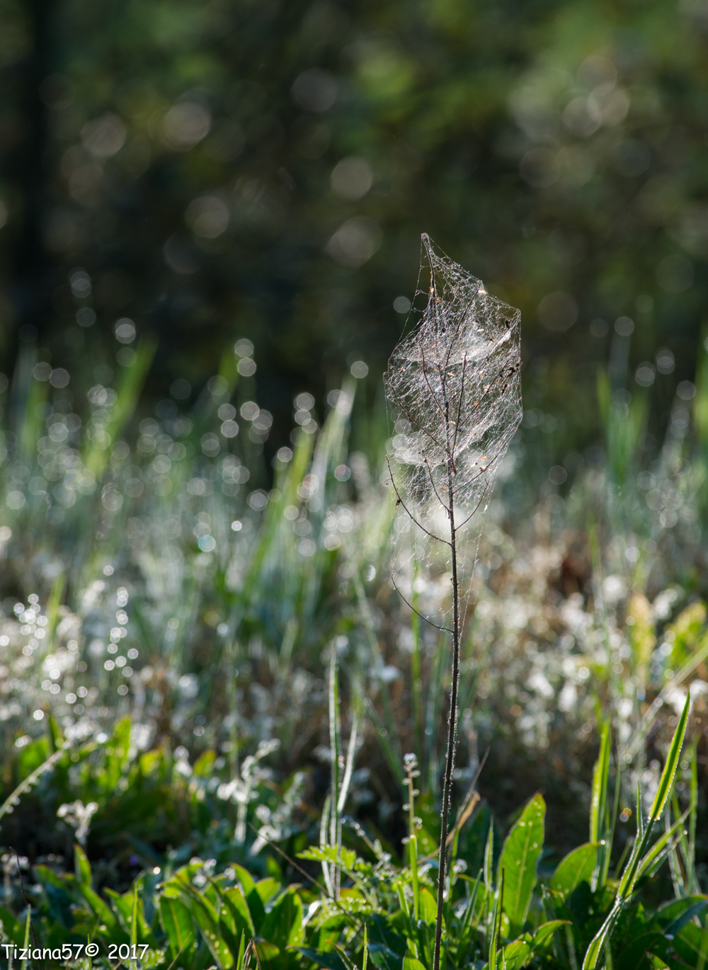 Come zucchero filato