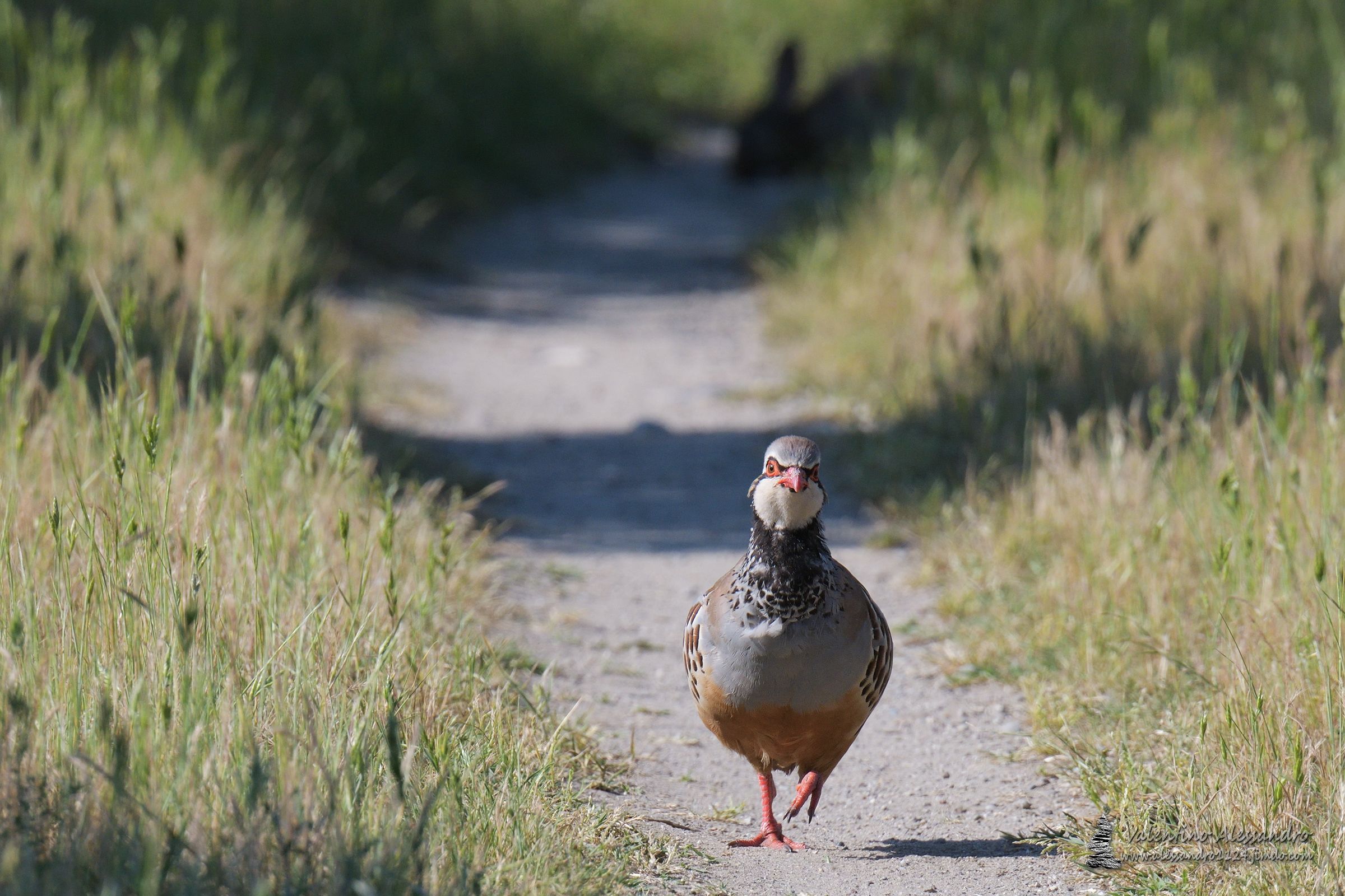 Encounters on the trail