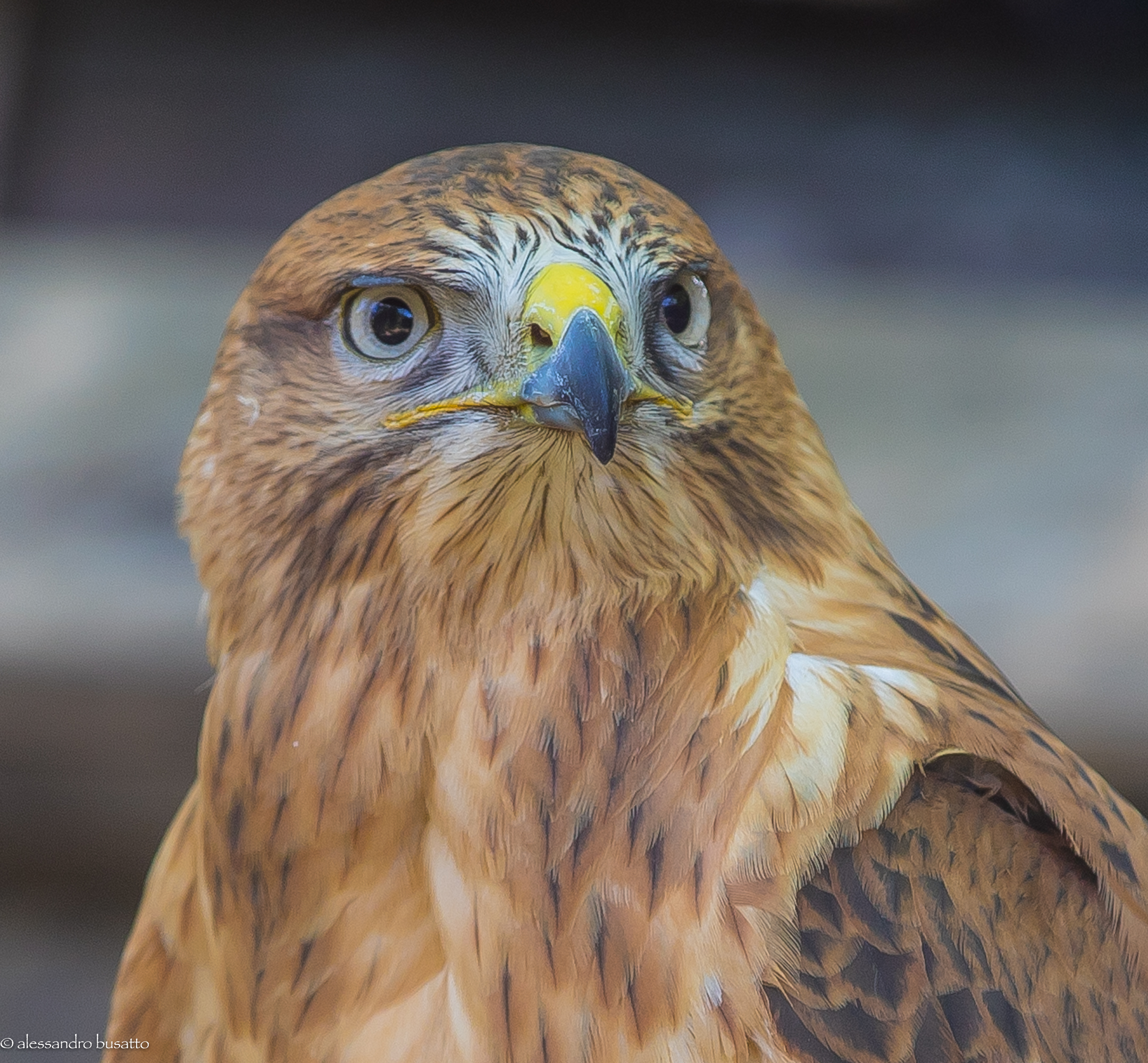 Ritratto.  (in cattività)