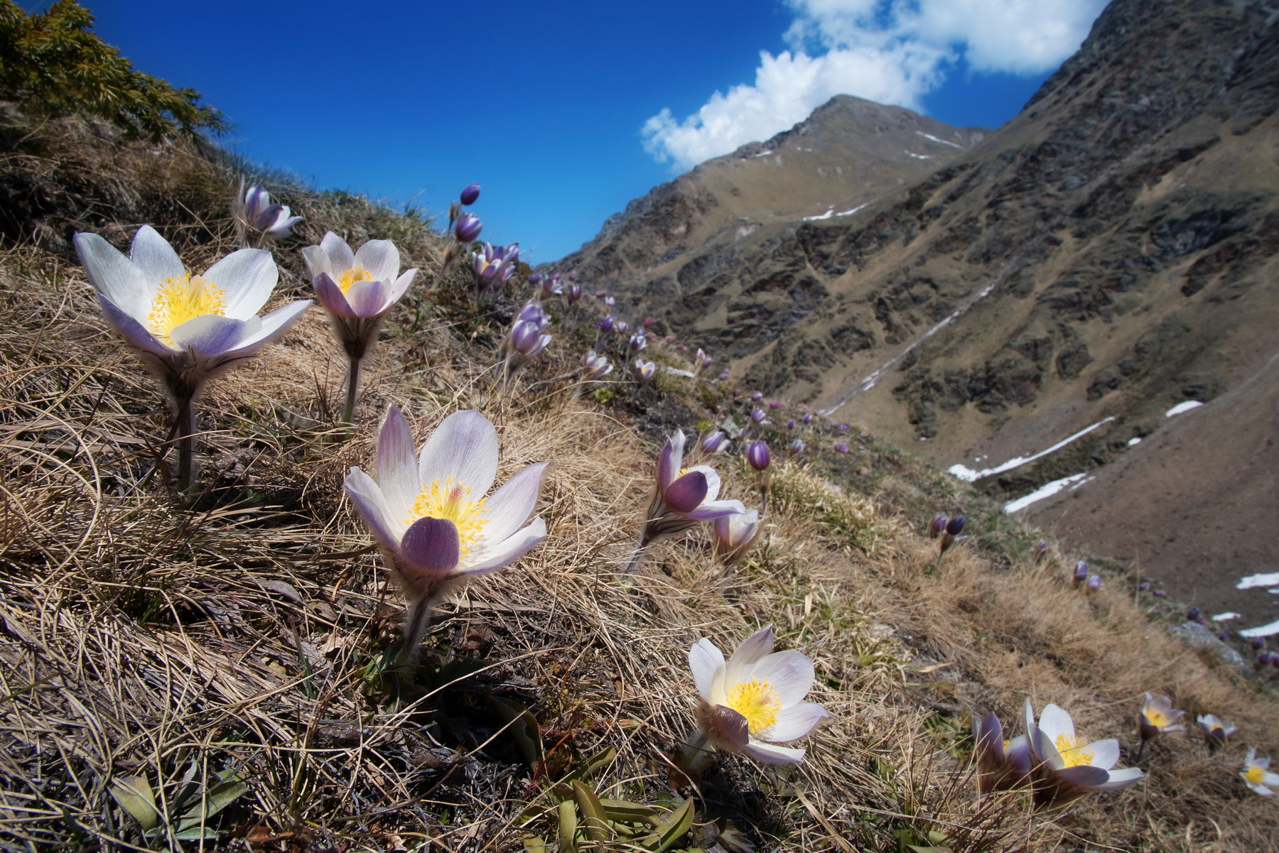 Pulsatille at Umbrail Pass