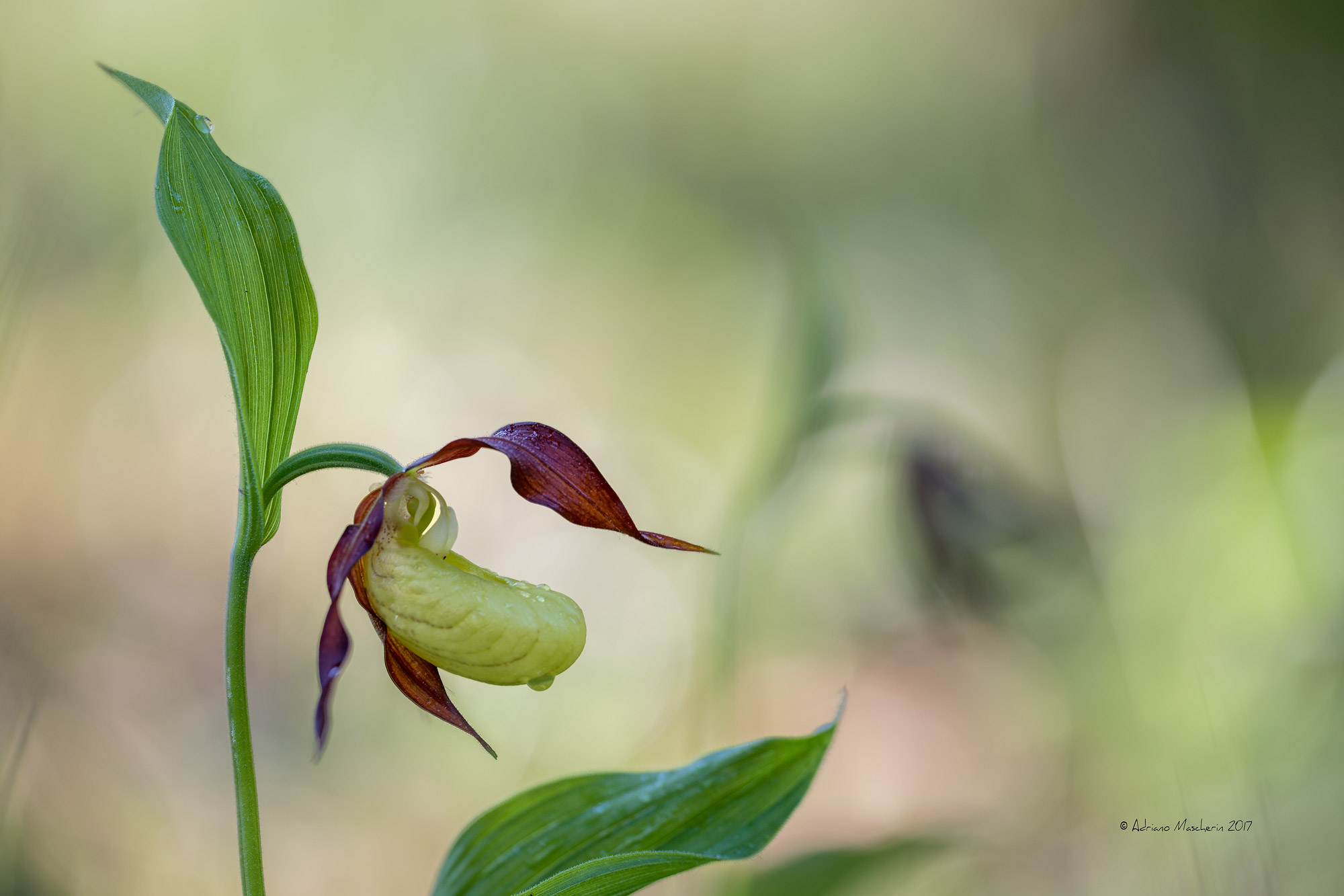 Cypripendium Calceolus