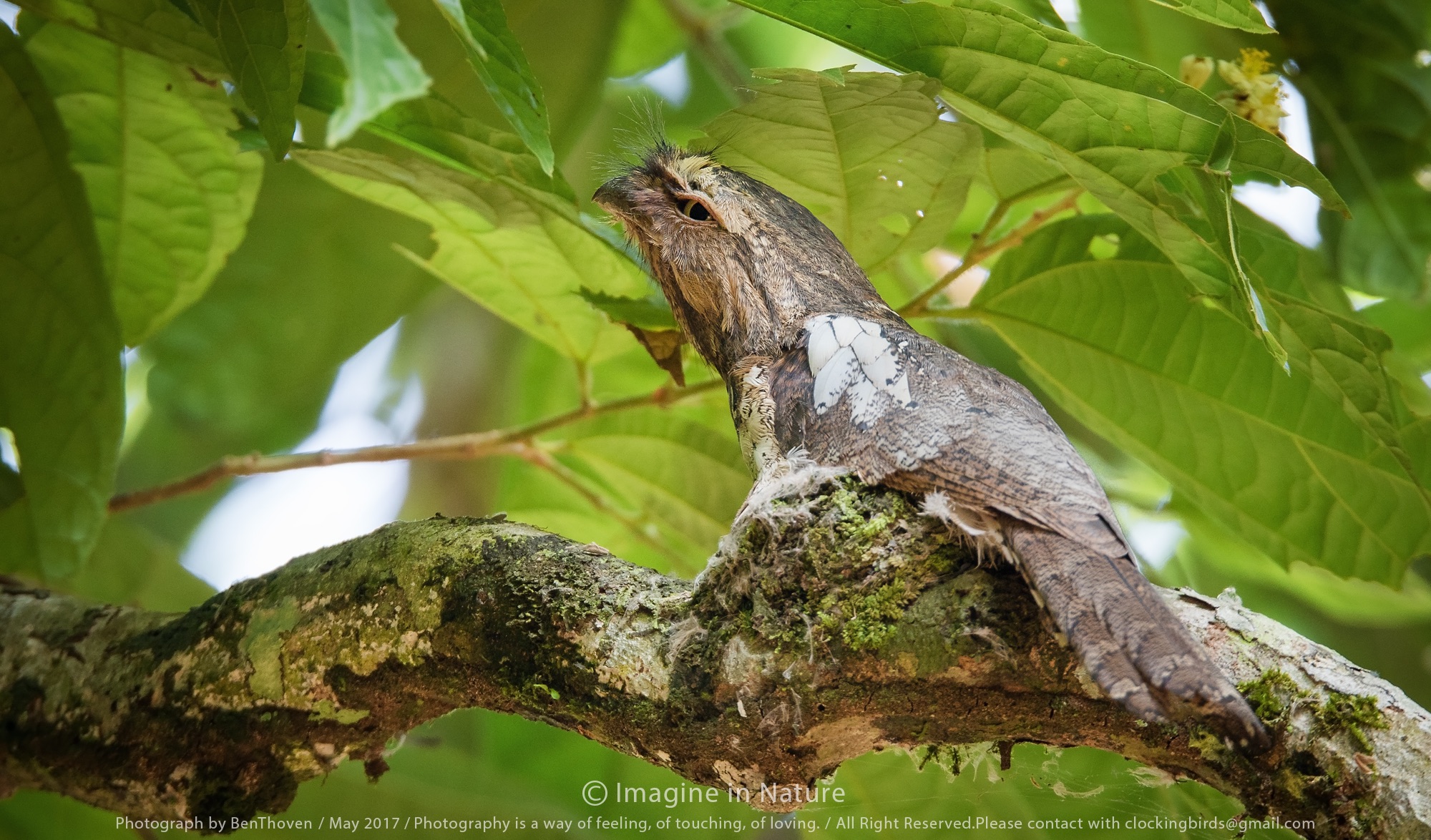 Camouflage : Blyth's Frogmouth