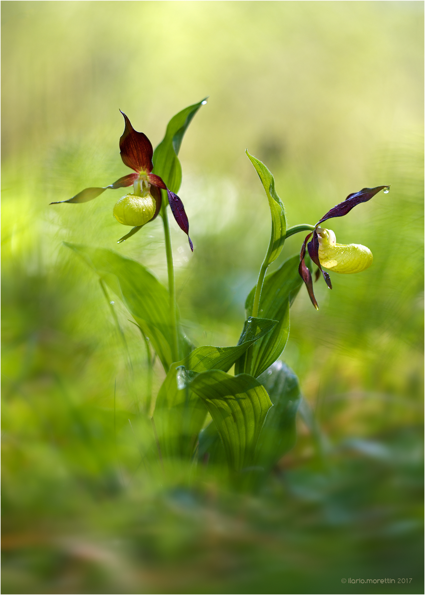 A poem from the undergrowth