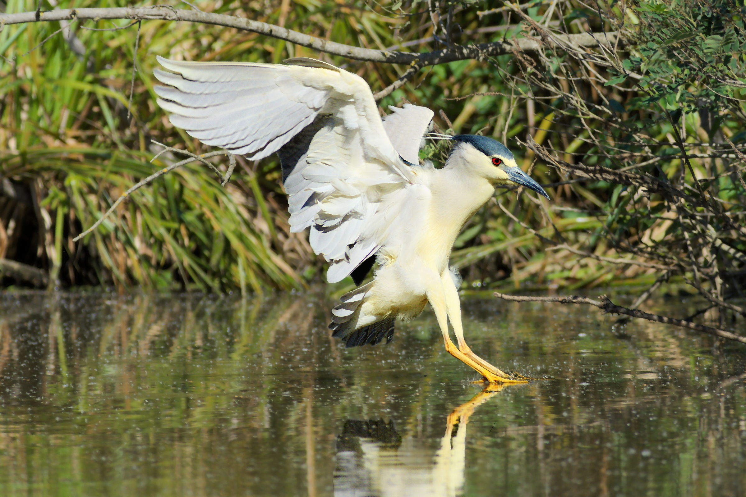 Nitticora in soft landing