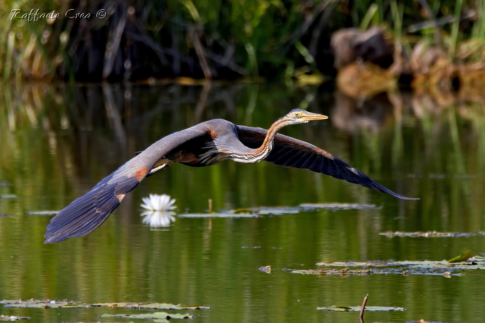 Red Heron with Water Lily
