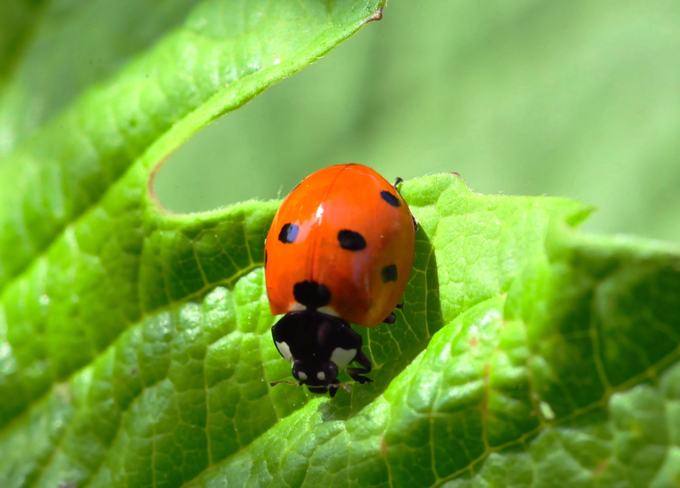 coccinella