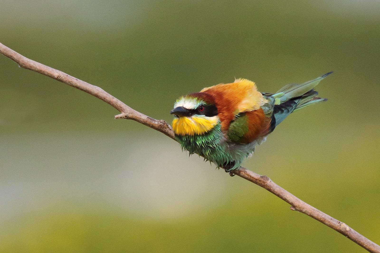 Bee eater