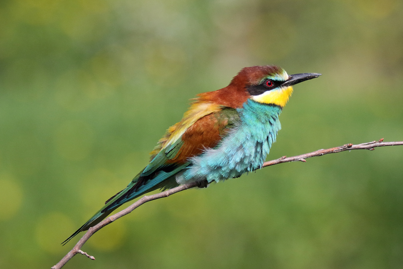 Bee eater