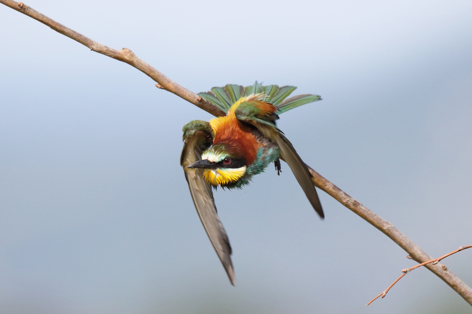Bee eater