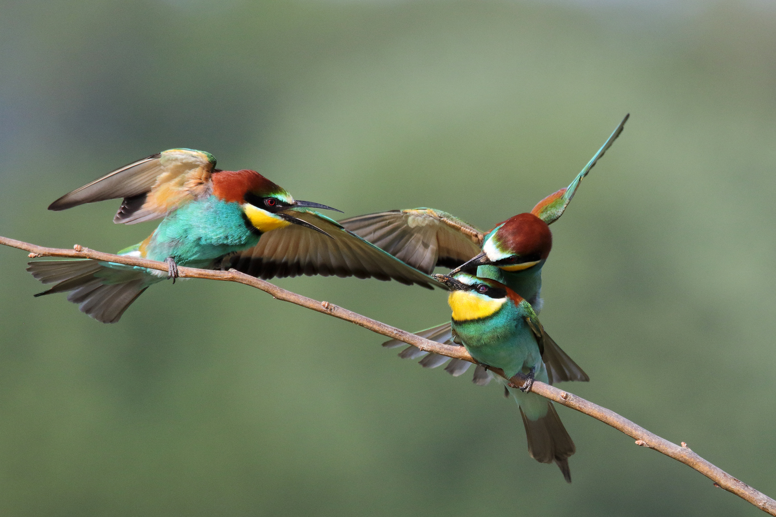 Let my dreary stay ...