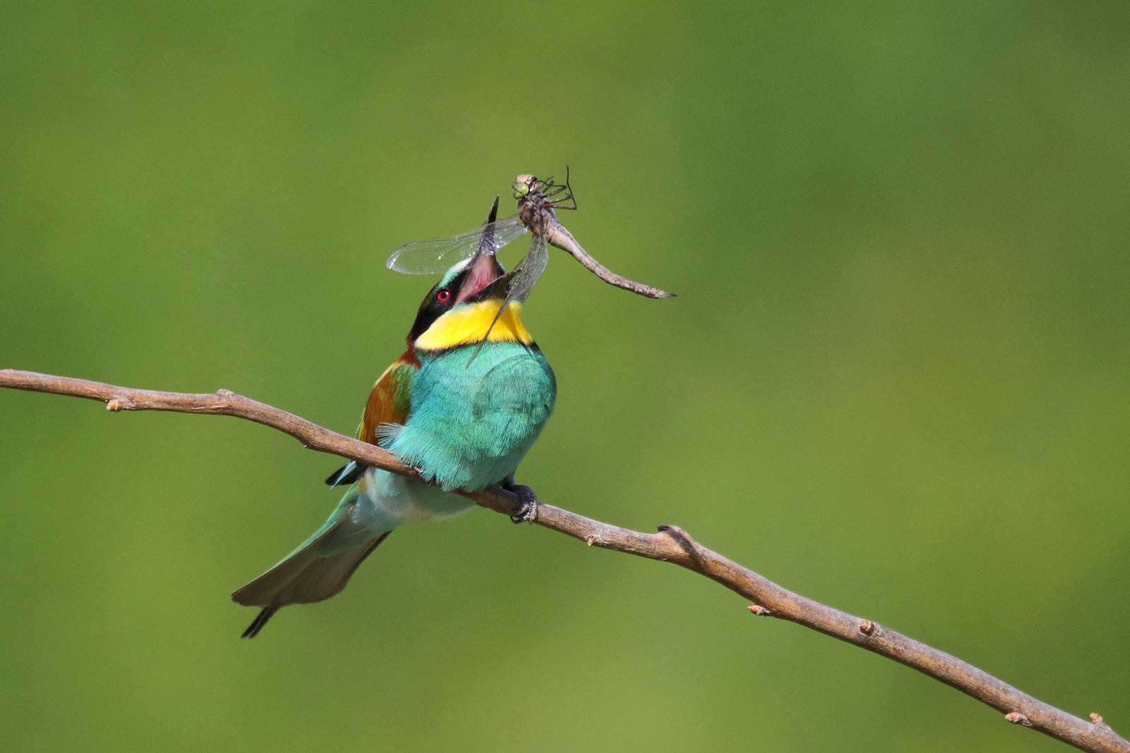 Crawfish with dragonfly