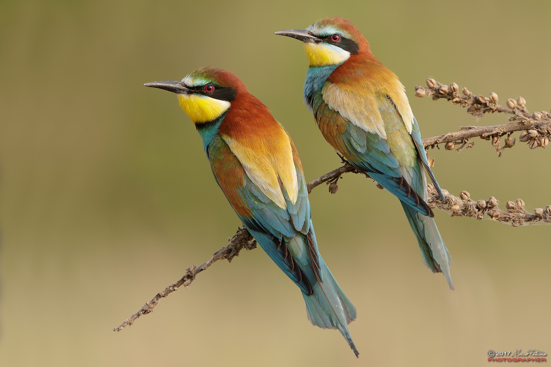Beetroot (Merops apiaster) - Bee-eaters