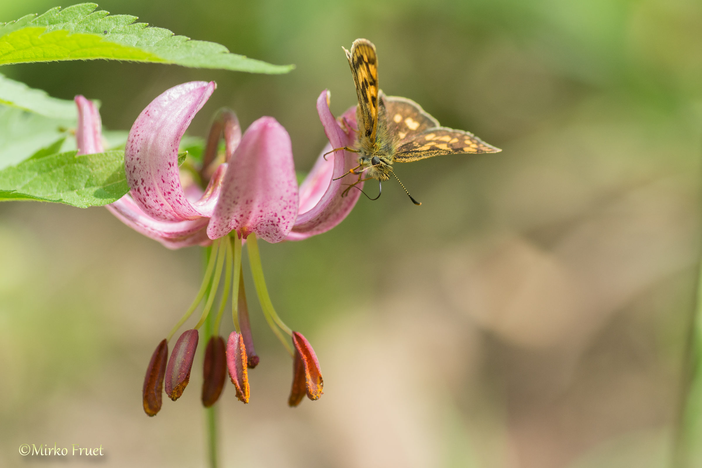 Il nettare del giglio