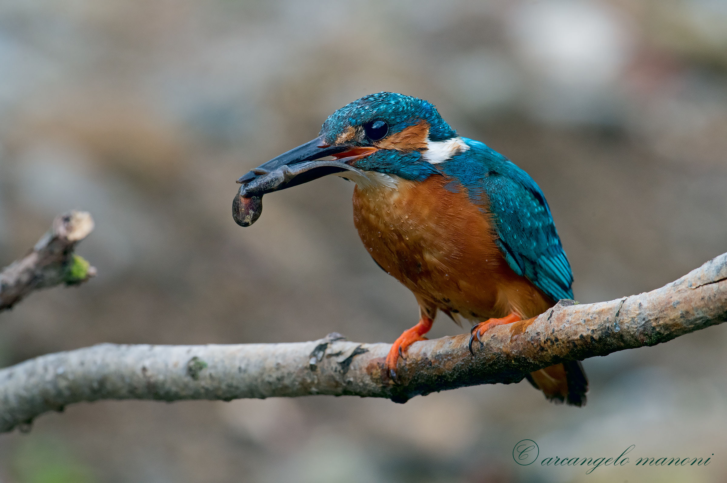 Il macellaio dei girini