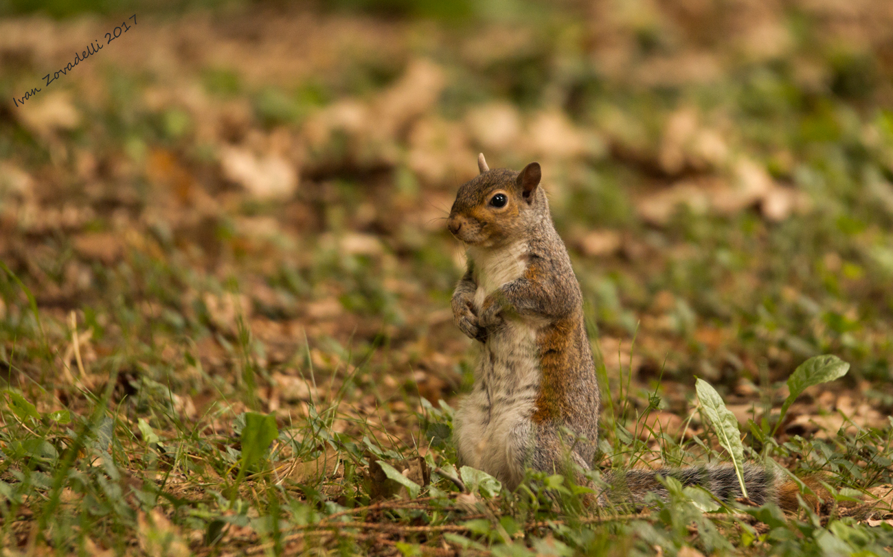 Squirrel on the watch