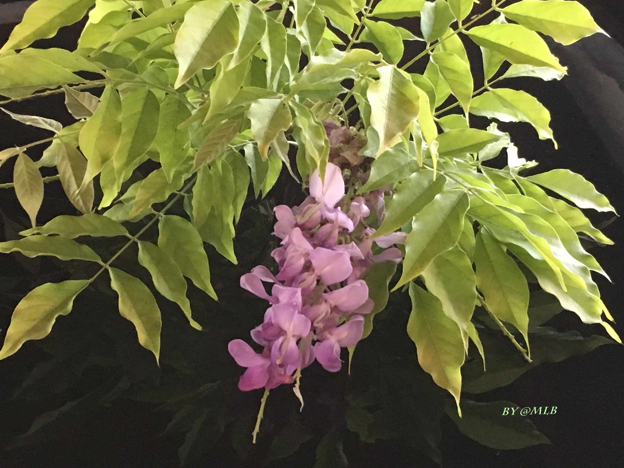 The sprig of wisteria off season