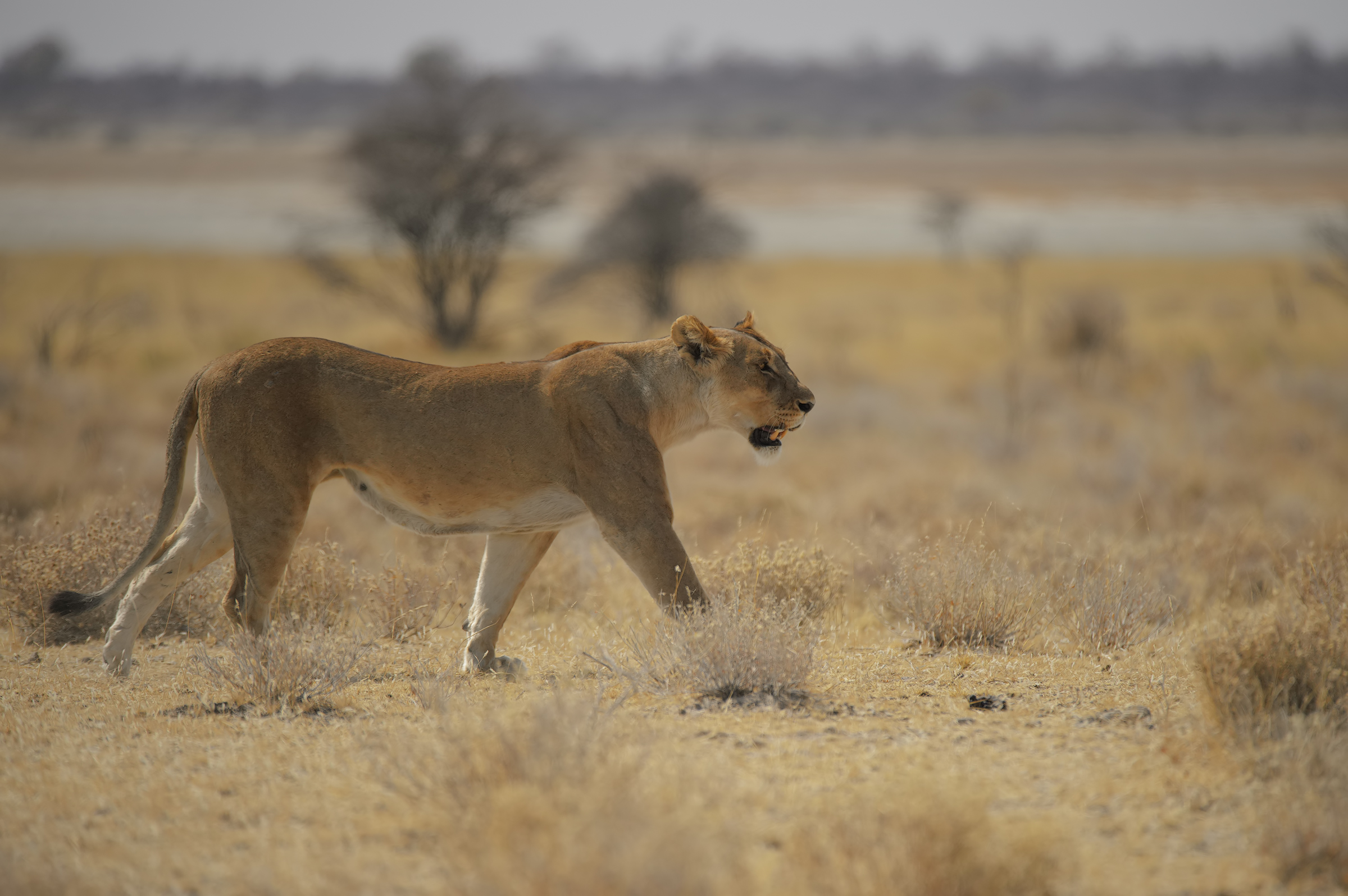Loneliness in the pan