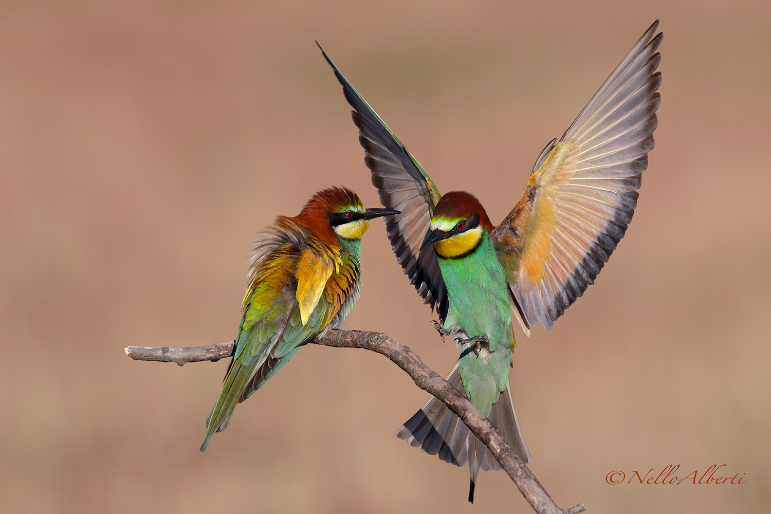 arrivo al posatoio  !