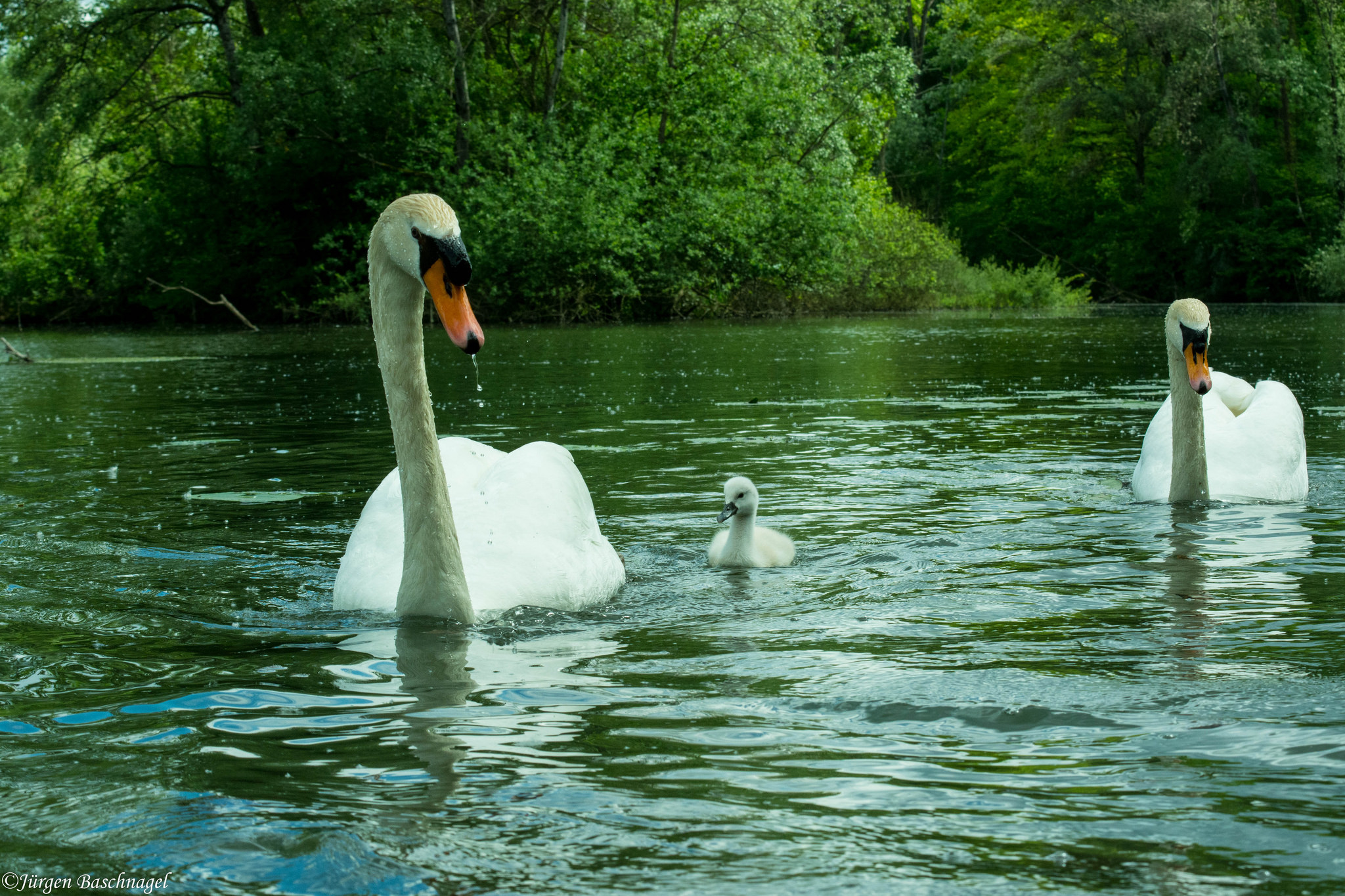 Swan in the Taubergießen
