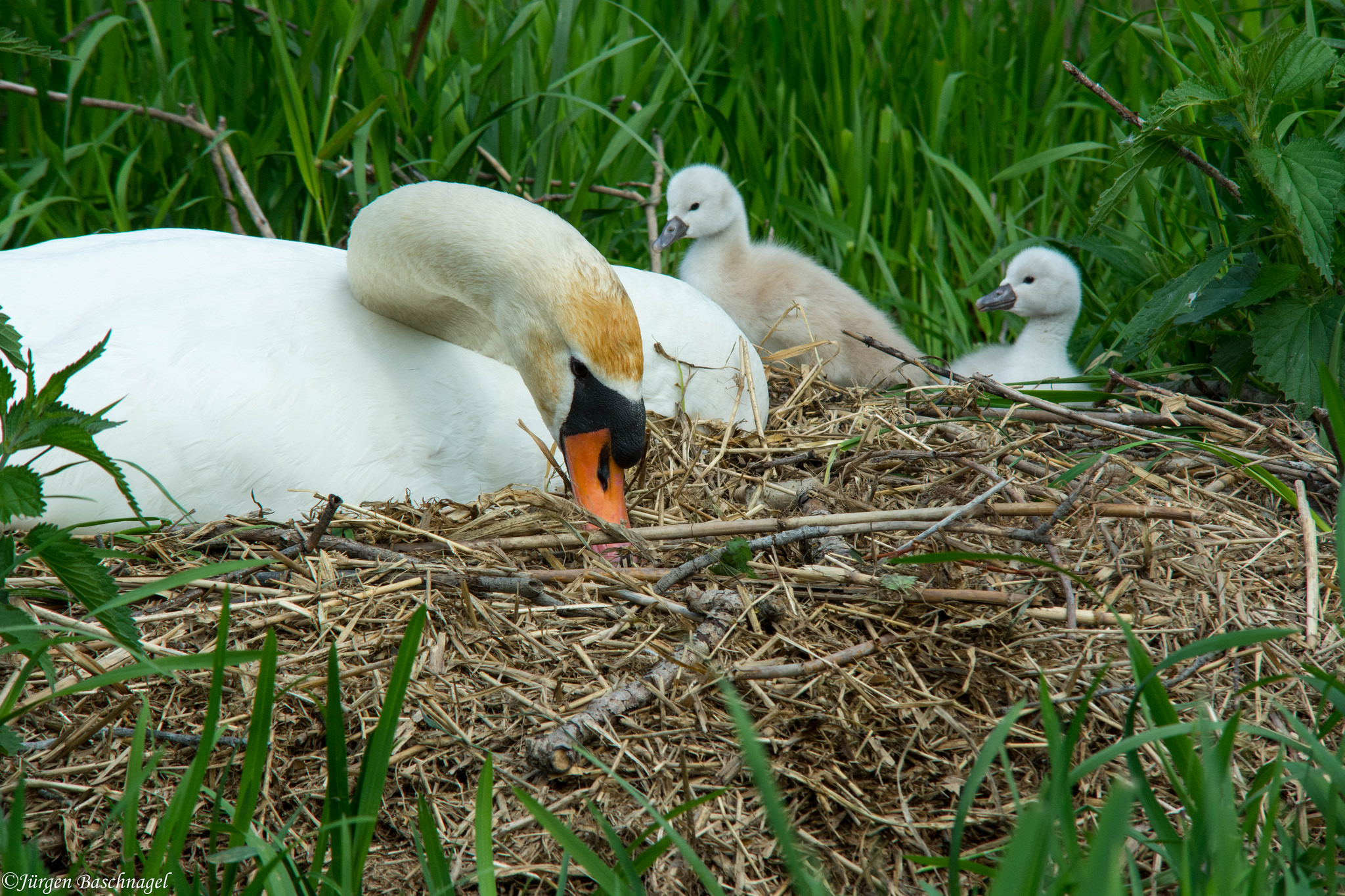 Swan in the Taubergießen