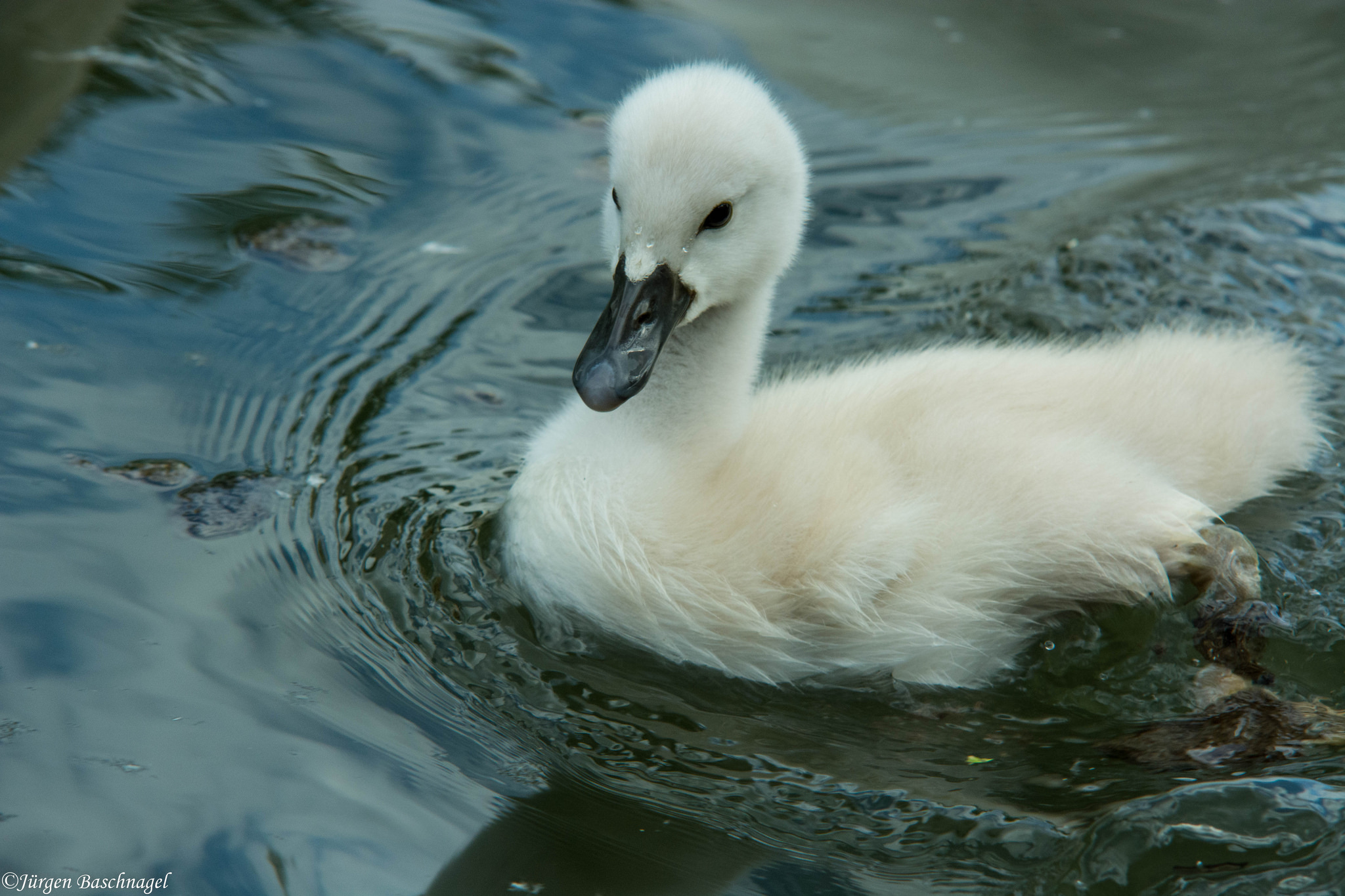 young Swan in the Taubergießen