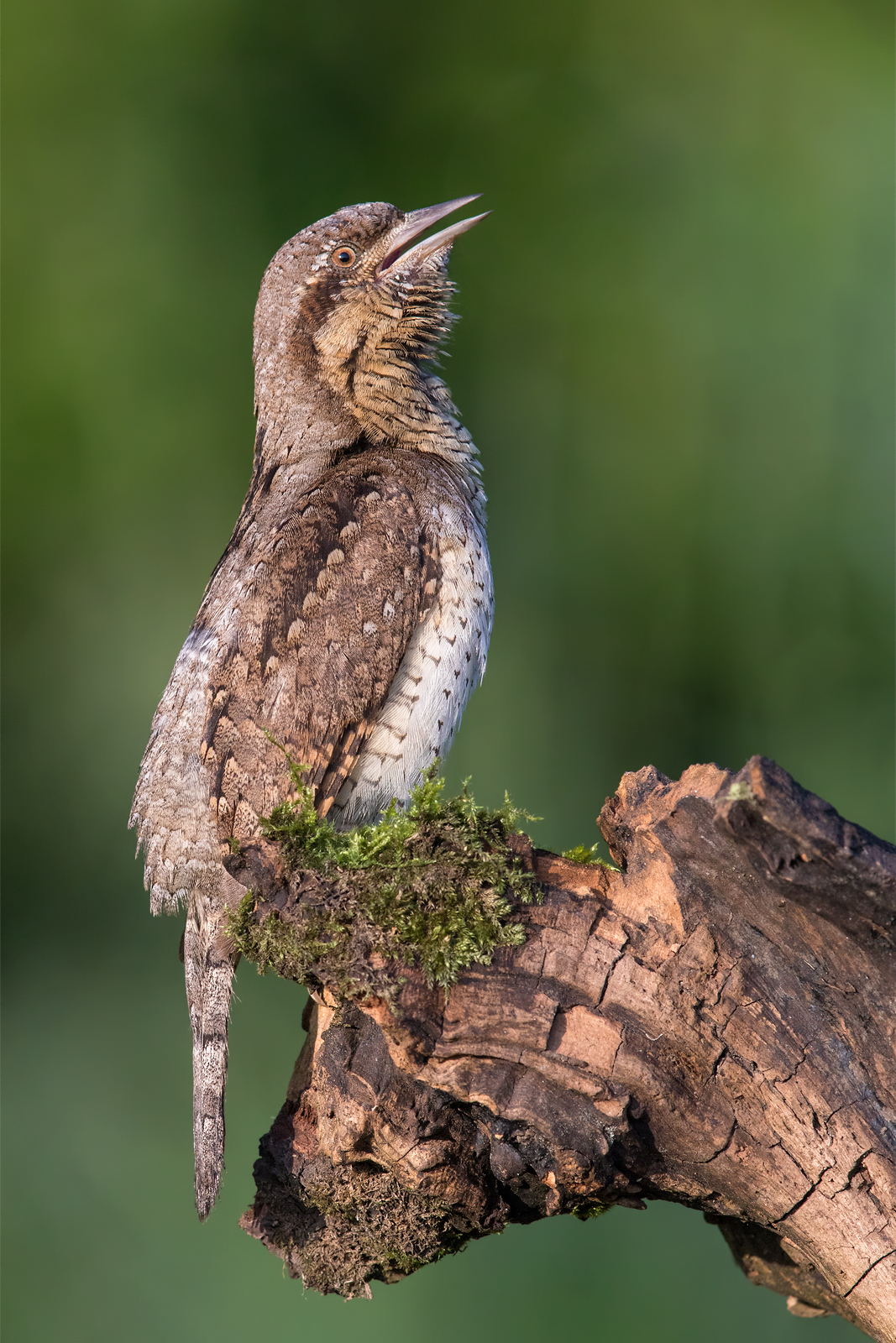 Euarasian wryneck