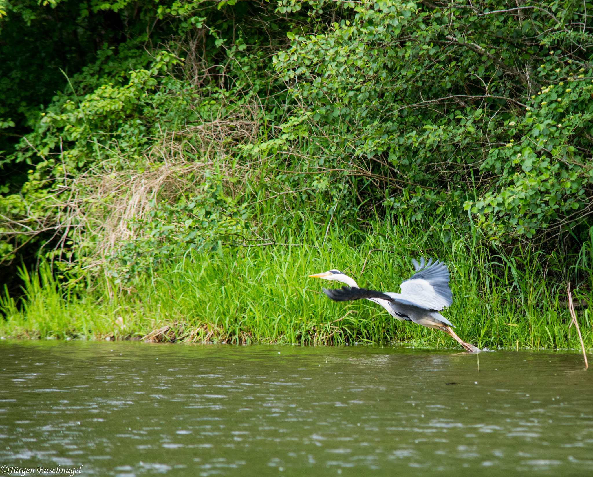 Gray Heron