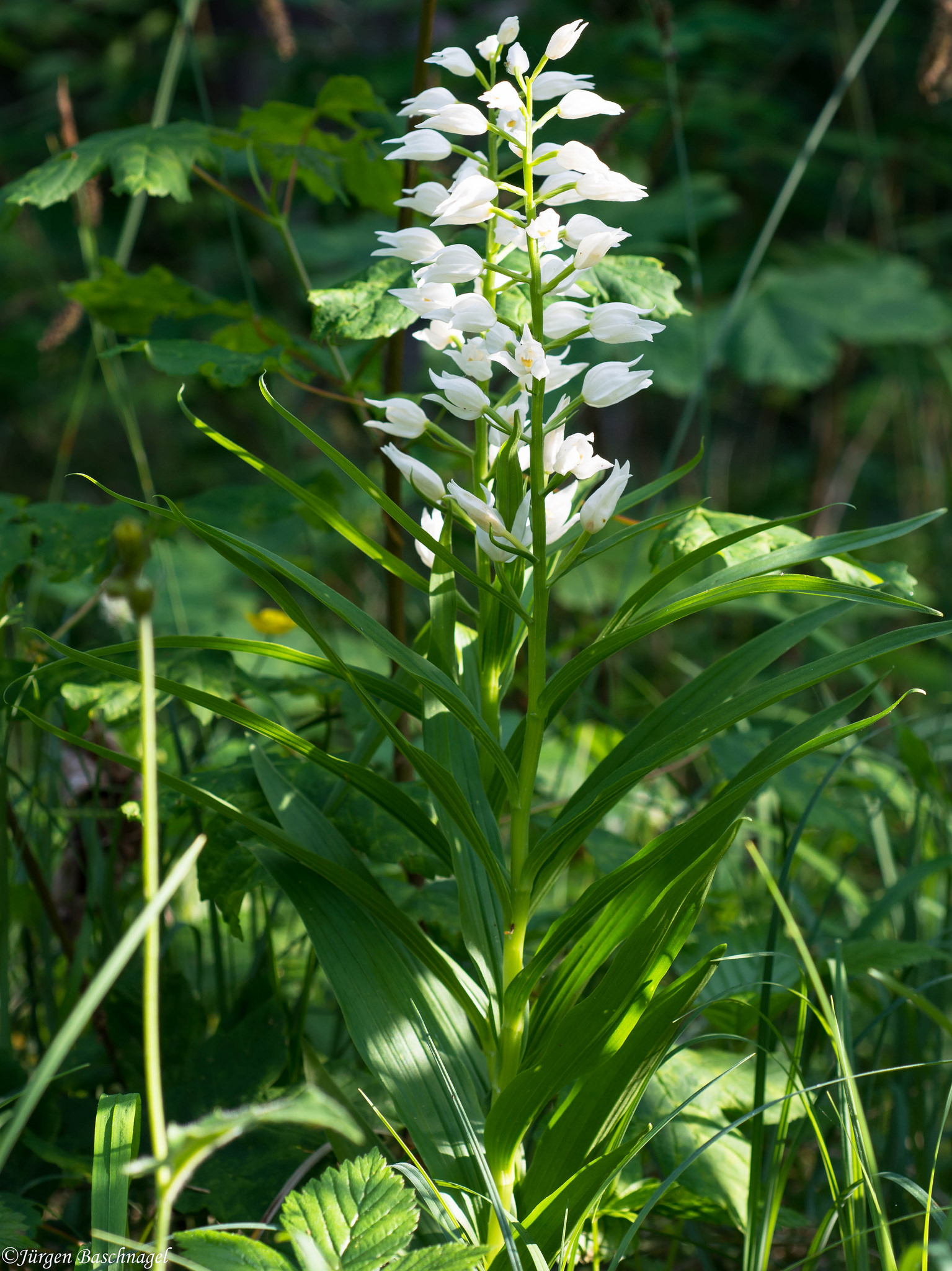Sword-leaved Helleborine Orchid