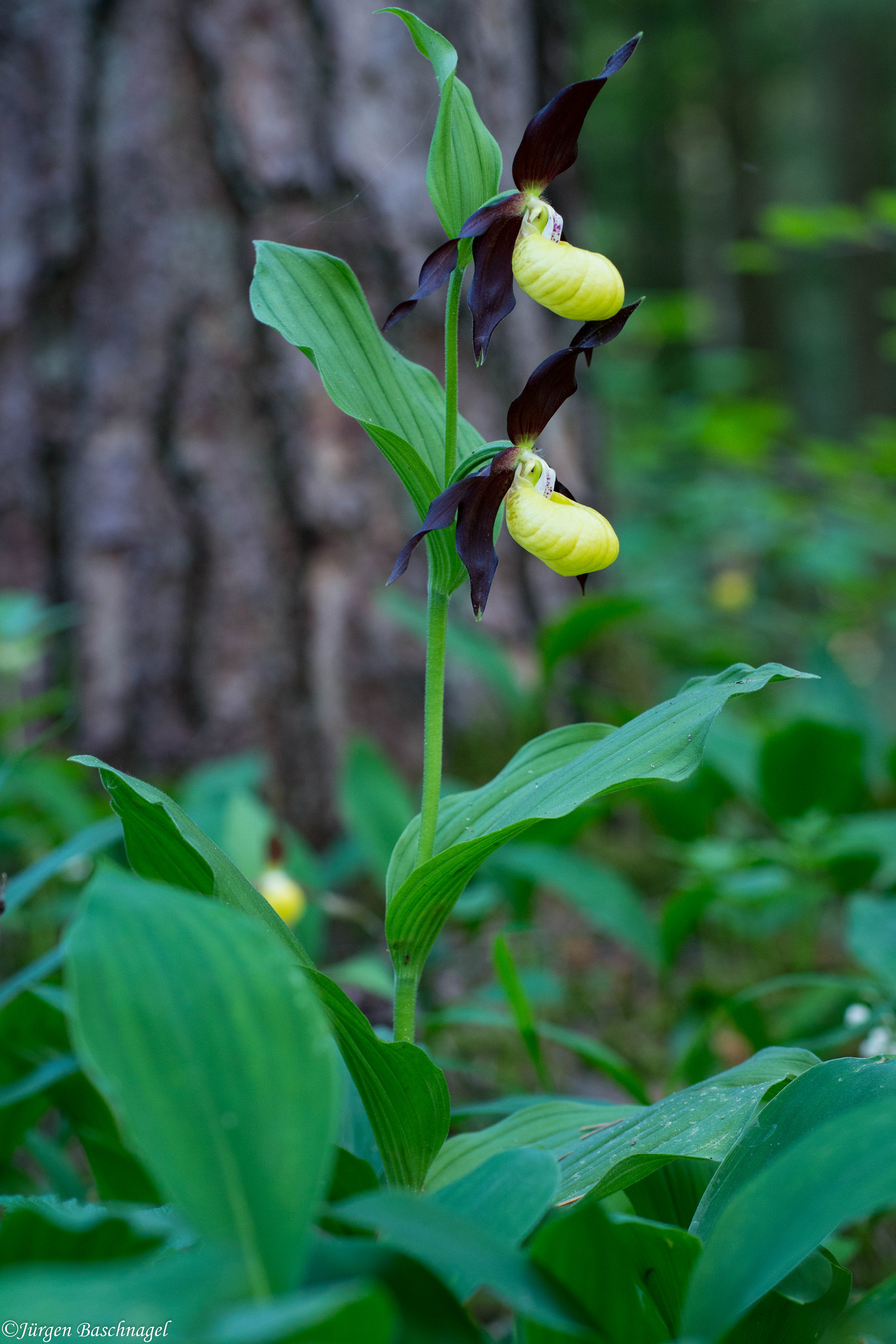 lady's-slipper orchid