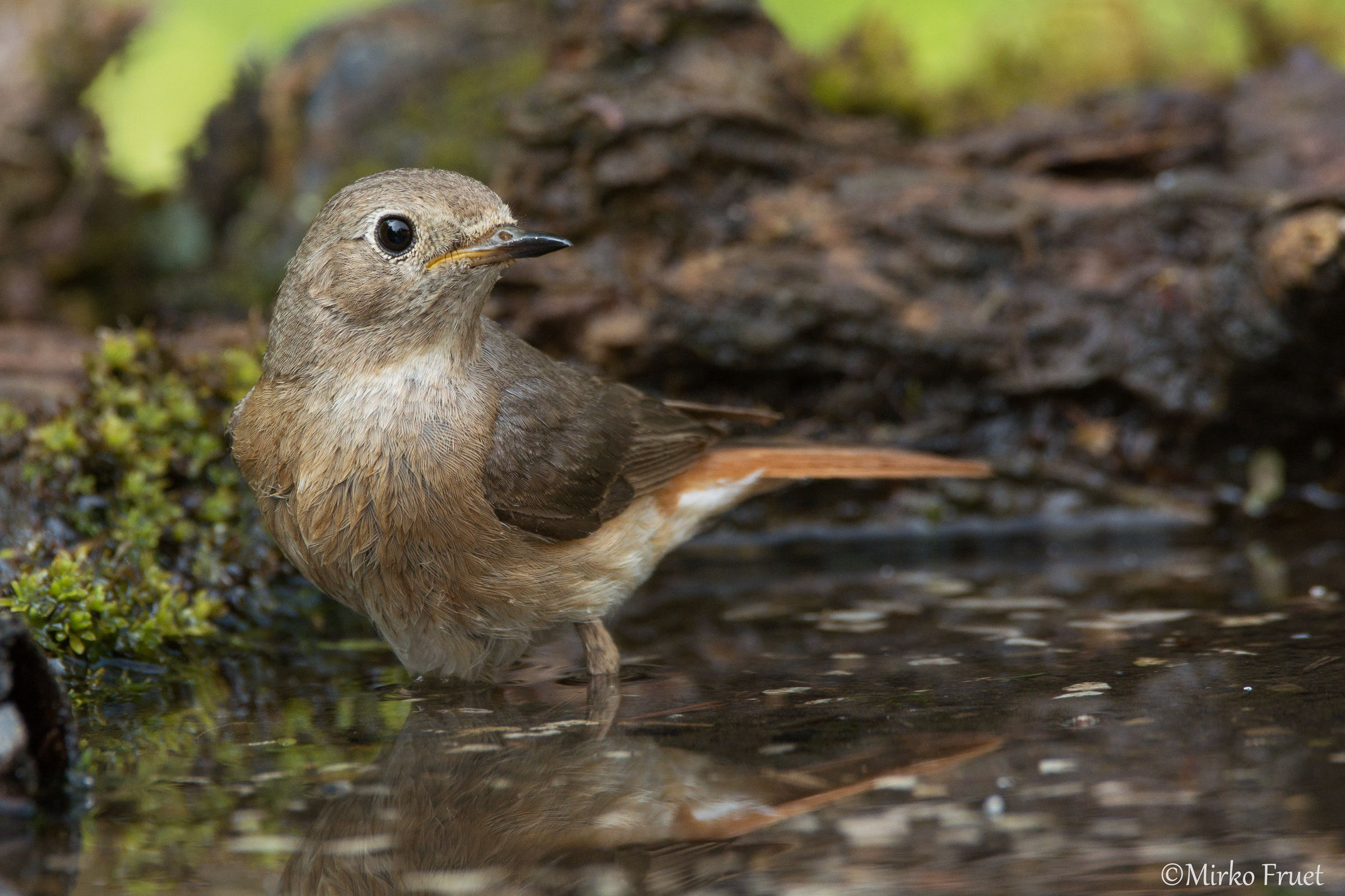 Codirosso femmina al bagnetto