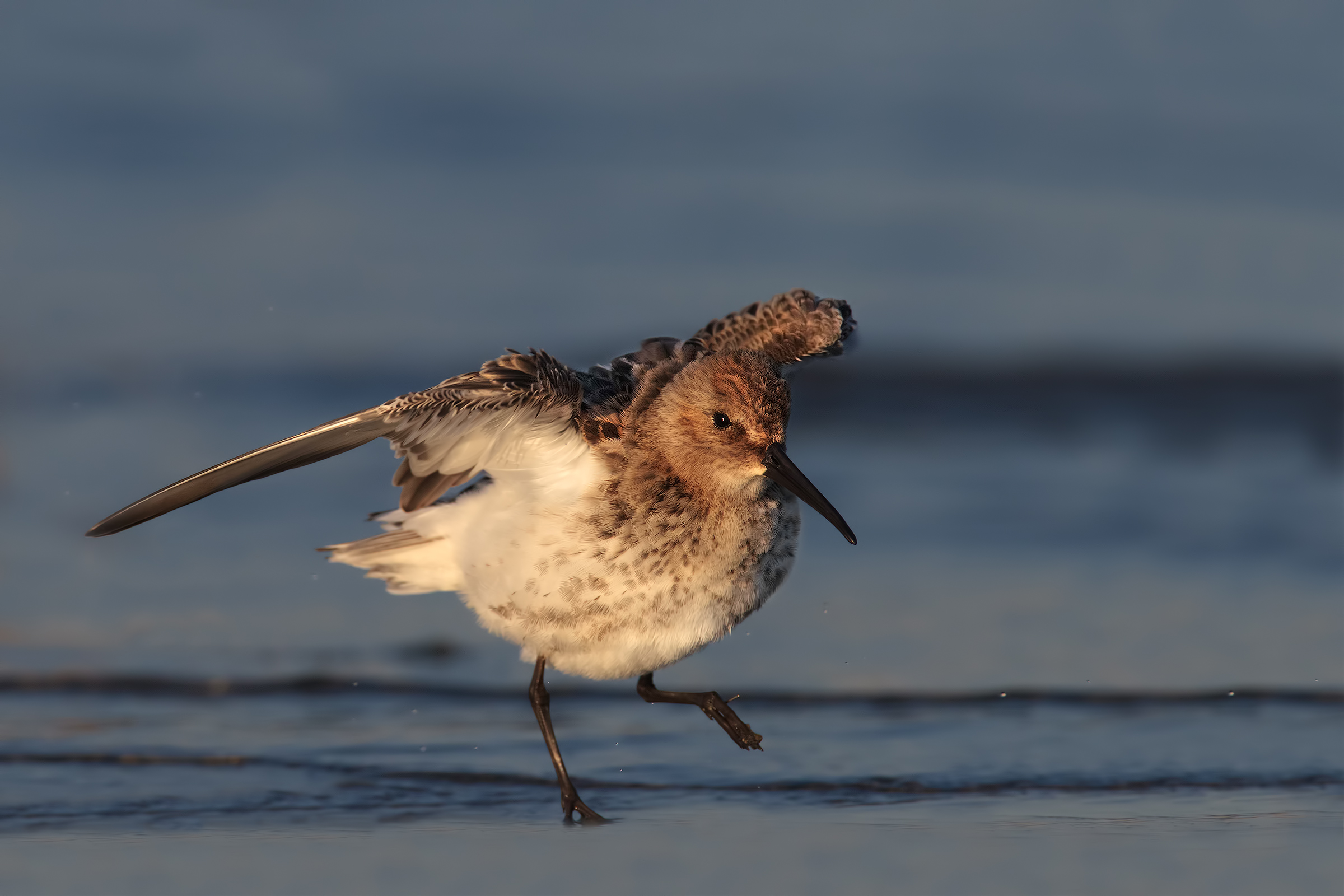 Sandpiper pancianera4