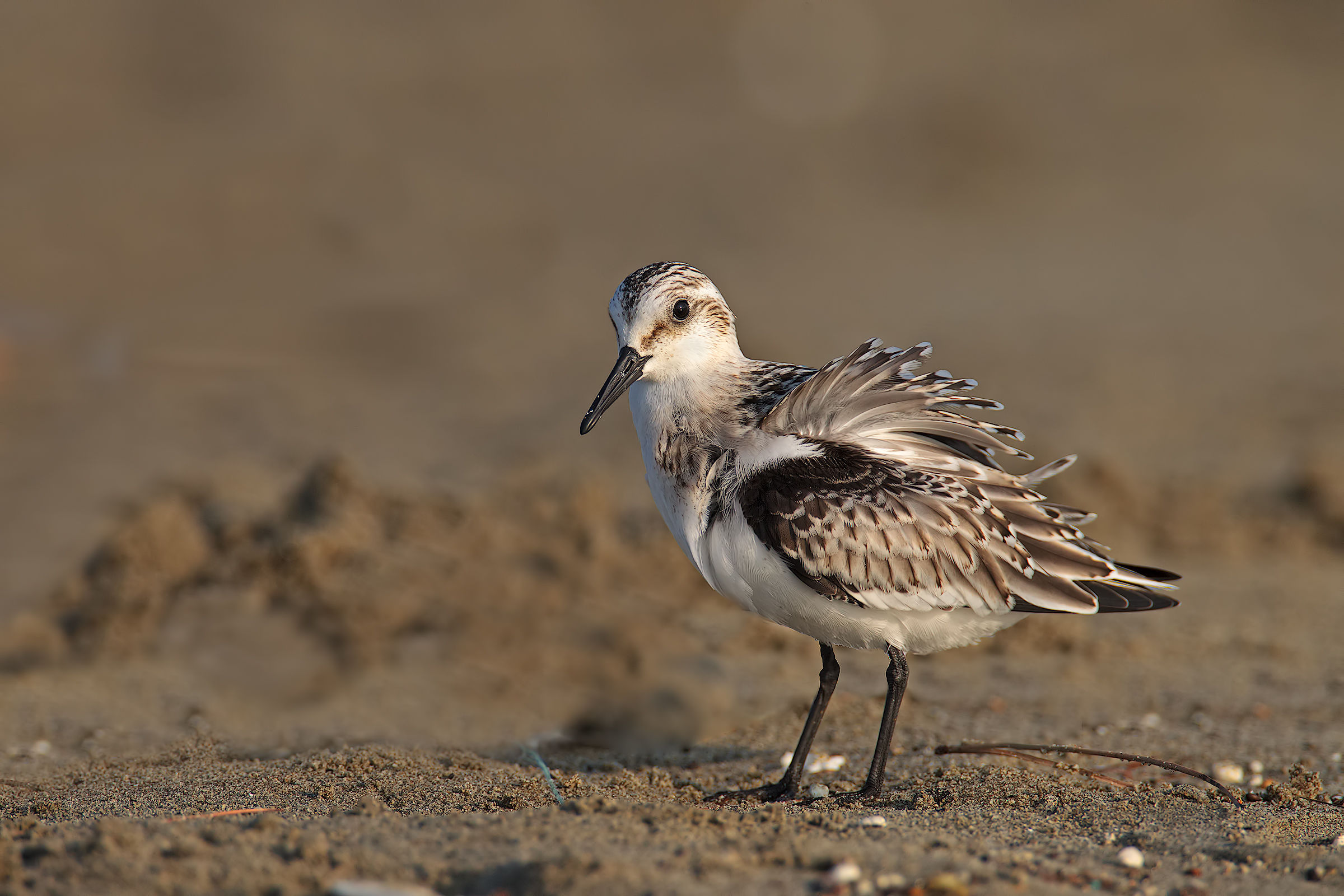 Toed Sandpiper