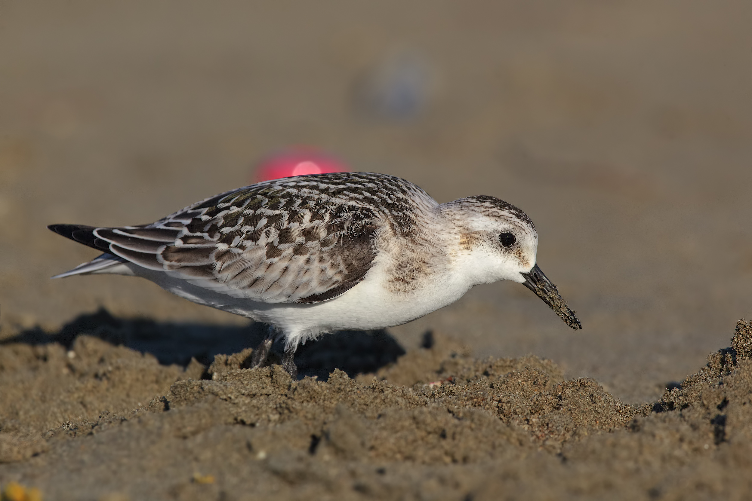 Sandpiper tridattilo2