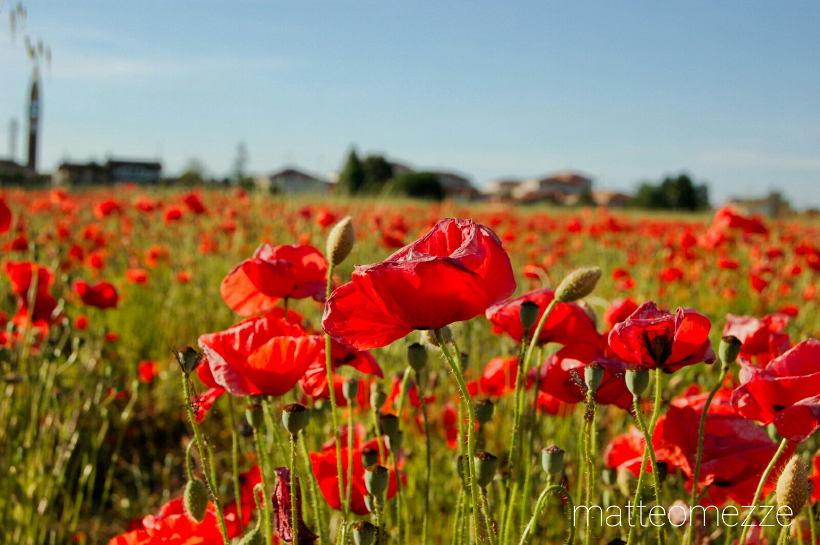 Poppy field