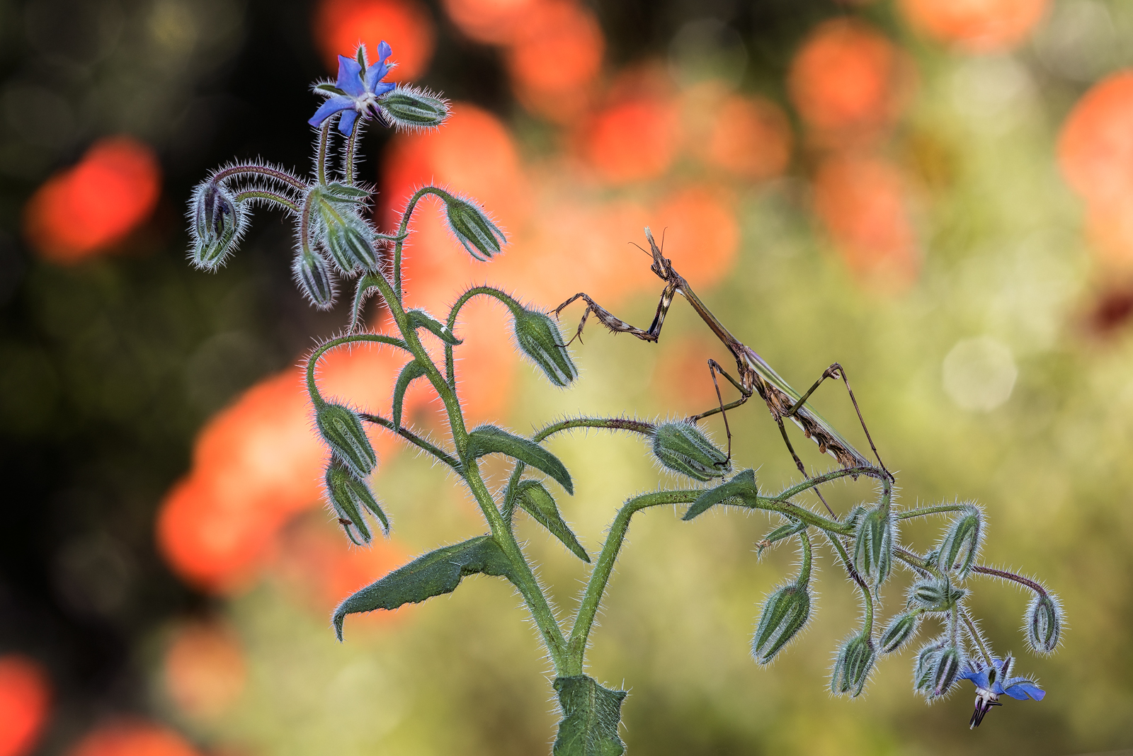 Empusa pennata, femmina adulta