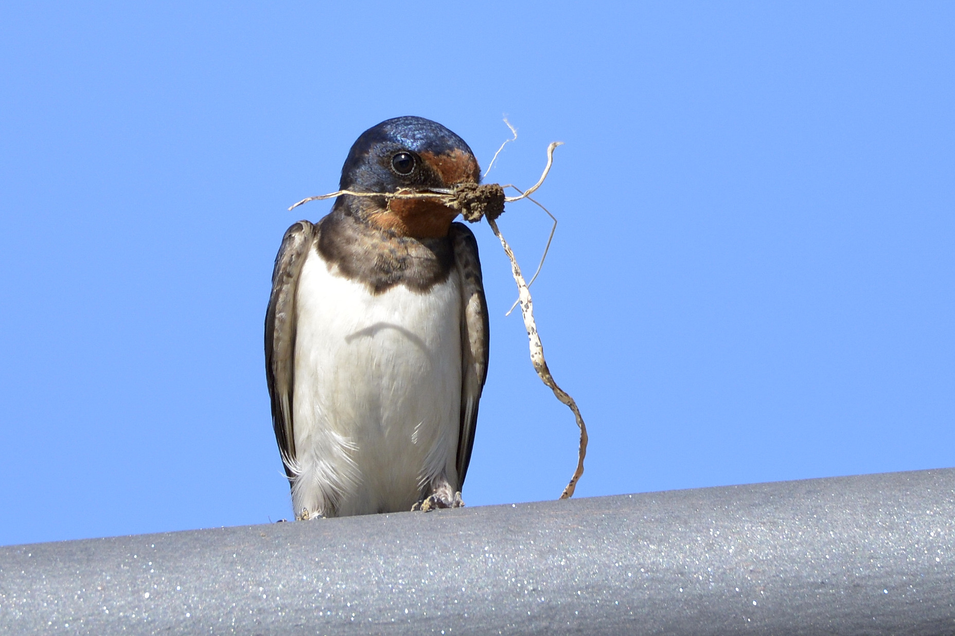 Young couple new nests