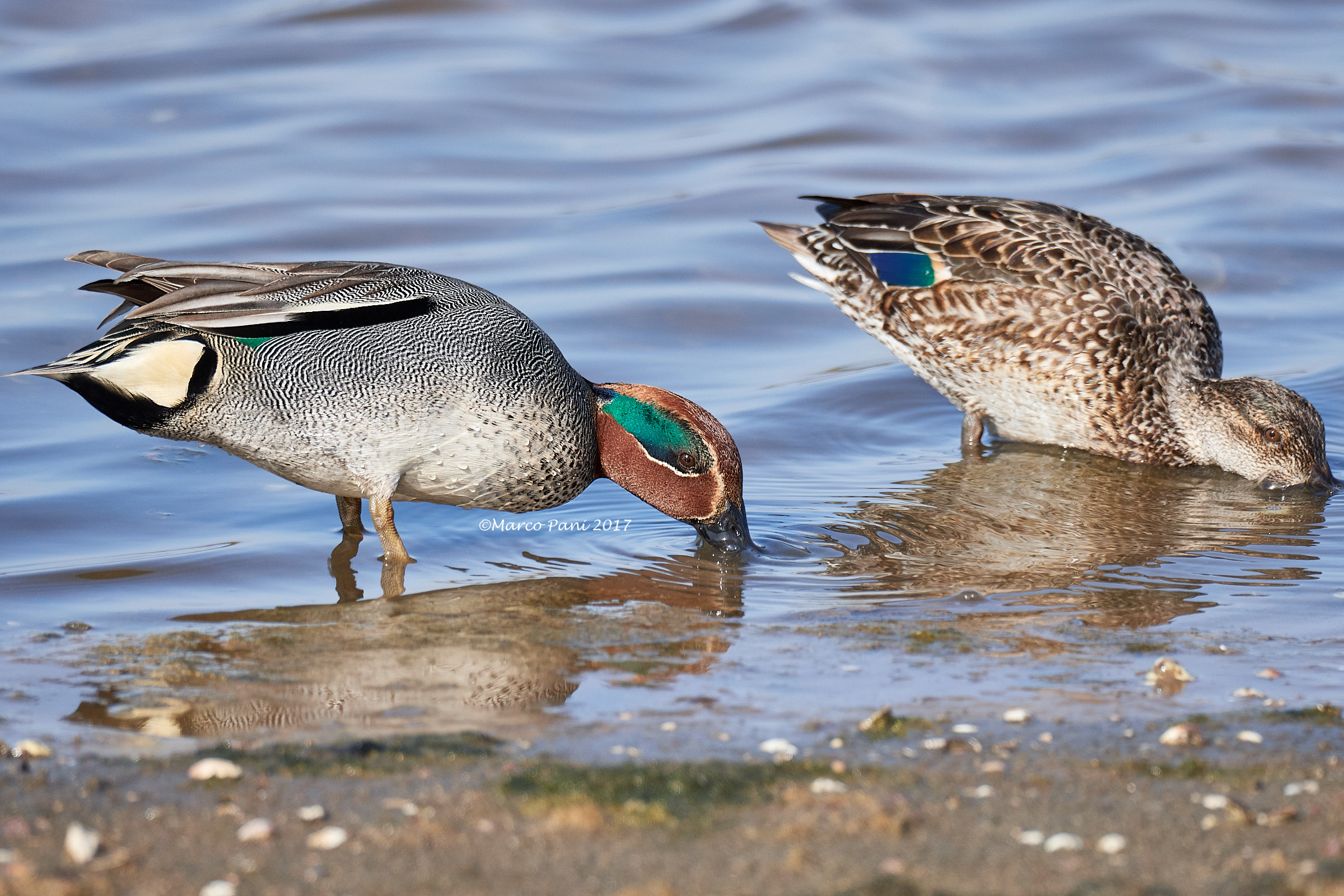 Eurasian Teal (Anas crecca)