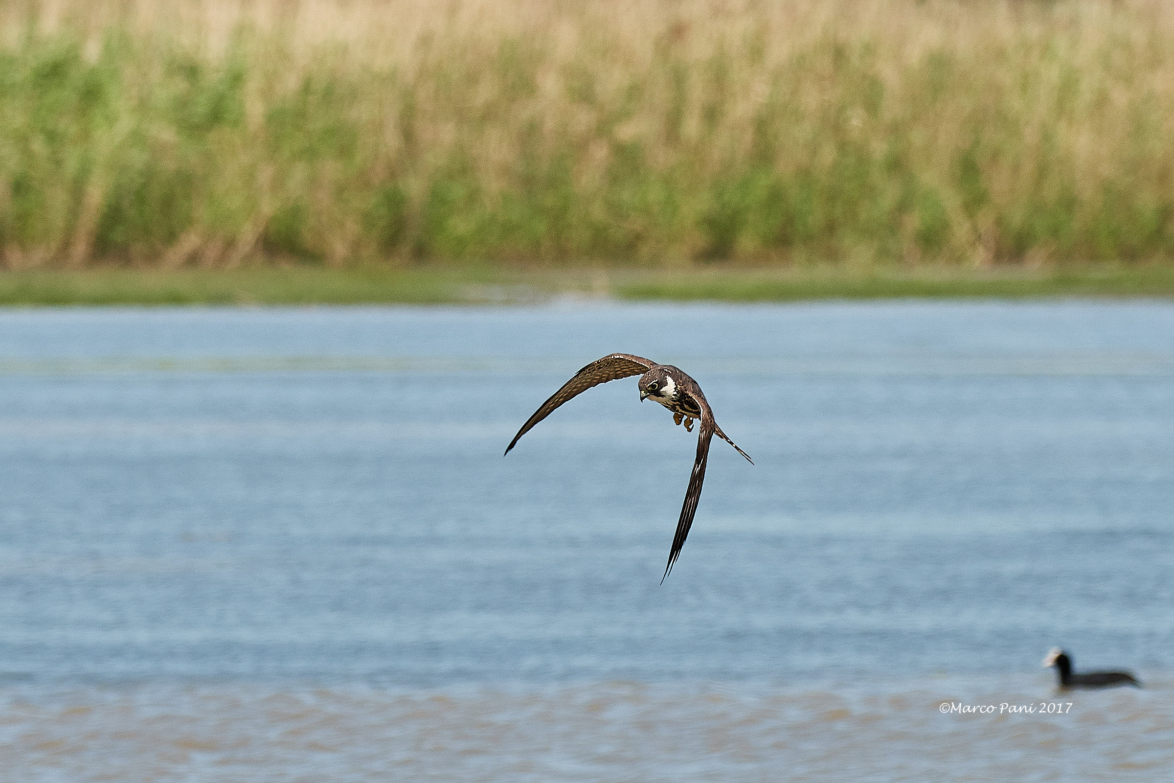 Hobby (Falco subbuteo)