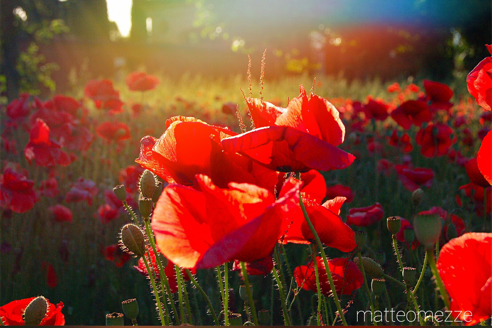 Poppy field